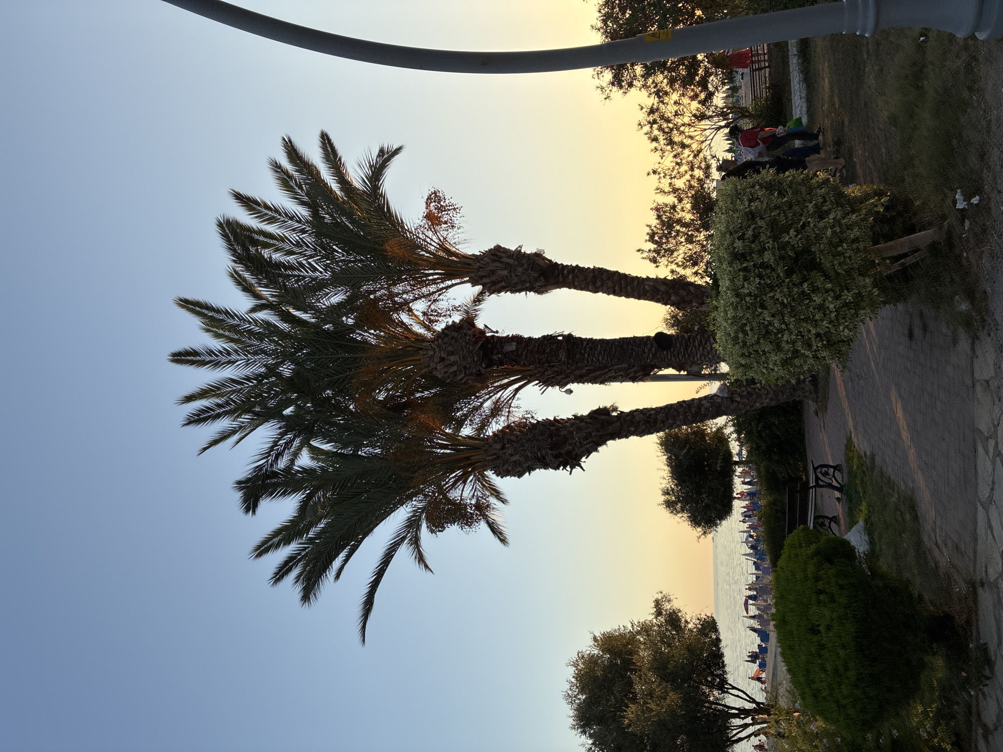 This image depicts a scenic view of the Cleopatra Beach in Alanya, Turkey, during a warm sunset. The foreground features a paved walkway bordered by lush green shrubs and a wooden bench, hinting at a public park or promenade area. Three mature palm trees stand tall on the right side of the image, their fronds silhouetted against the soft, gradient sky transitioning from a clear blue to a warm yellow-orange hue near the horizon.
Beyond the park, the coastline is visible, with a beach populated by numerous beach umbrellas and lounge chairs. Several people are scattered across the beach, some appearing to be walking or relaxing by the sea. The tranquil ocean stretches out to the horizon, reflecting the sunset's colors. In the middle ground, smaller trees and bushes add to the tropical ambiance.
To the right of the palm trees, a modern, curved lamppost is partially visible, suggesting the area is well-lit for evening use. Further to the right and in the background, more people are seen walking, possibly enjoying the evening stroll along the promenade. The overall atmosphere is serene and inviting, capturing the essence of a peaceful coastal evening.