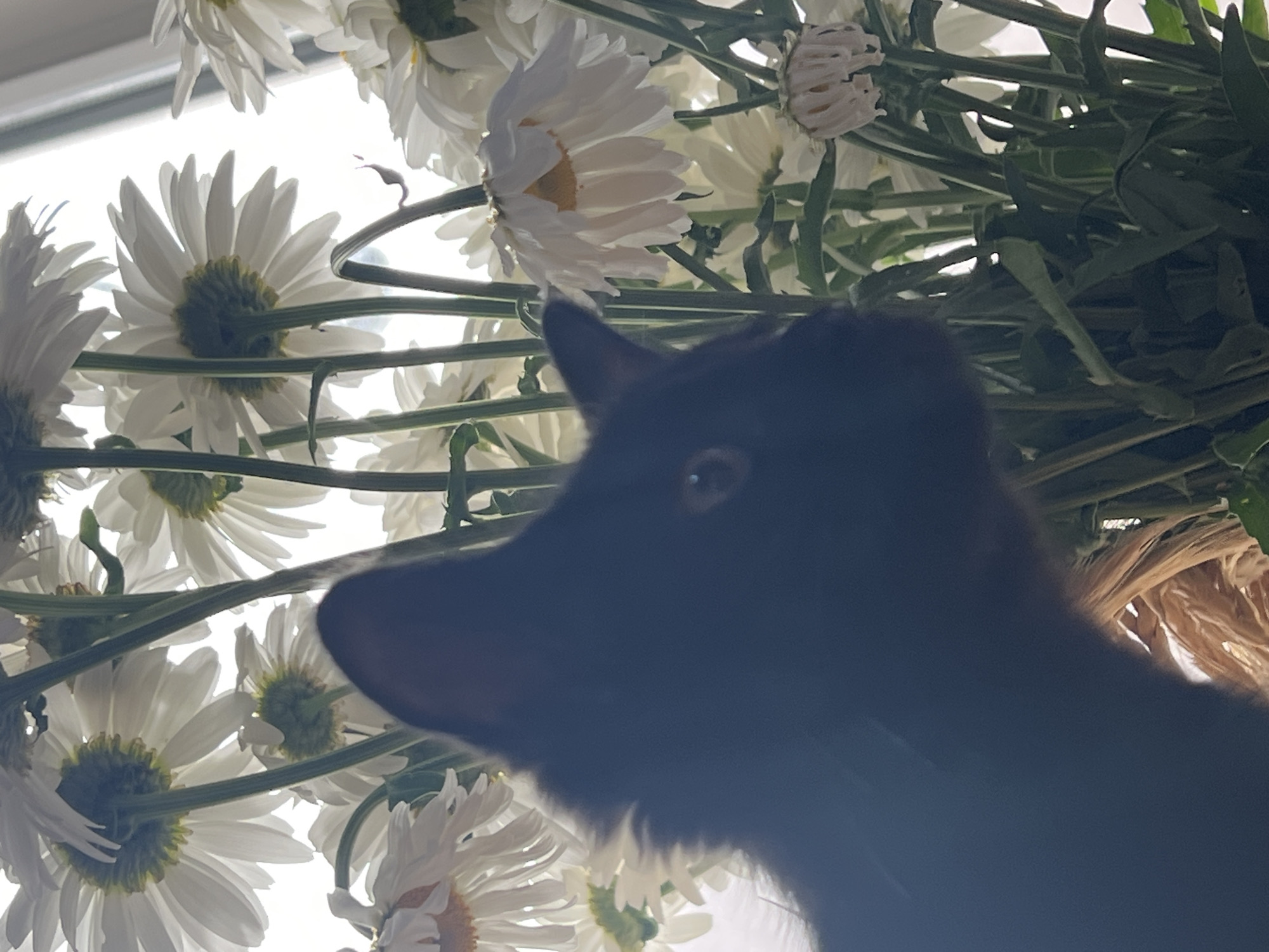 A silhouette of a black cat's head and neck is positioned in the foreground, to the left of the frame, facing right. The cat's left ear is clearly visible, pointed upwards, and its eye is discernible as a small, dark pupil. Behind the cat, a dense arrangement of white daisies with yellow centers fills the middle and right portions of the image. Many of the daisies are facing away from the viewer, their green stems and leaves are also visible. The background is a bright, blown-out white, suggesting a light source such as a window or strong artificial lighting. The scene appears to be indoors, possibly in a residential setting, given the presence of a domestic cat and a floral arrangement. There is no indication of the city of Yuzhnyi, Russia, or any specific urban environment.