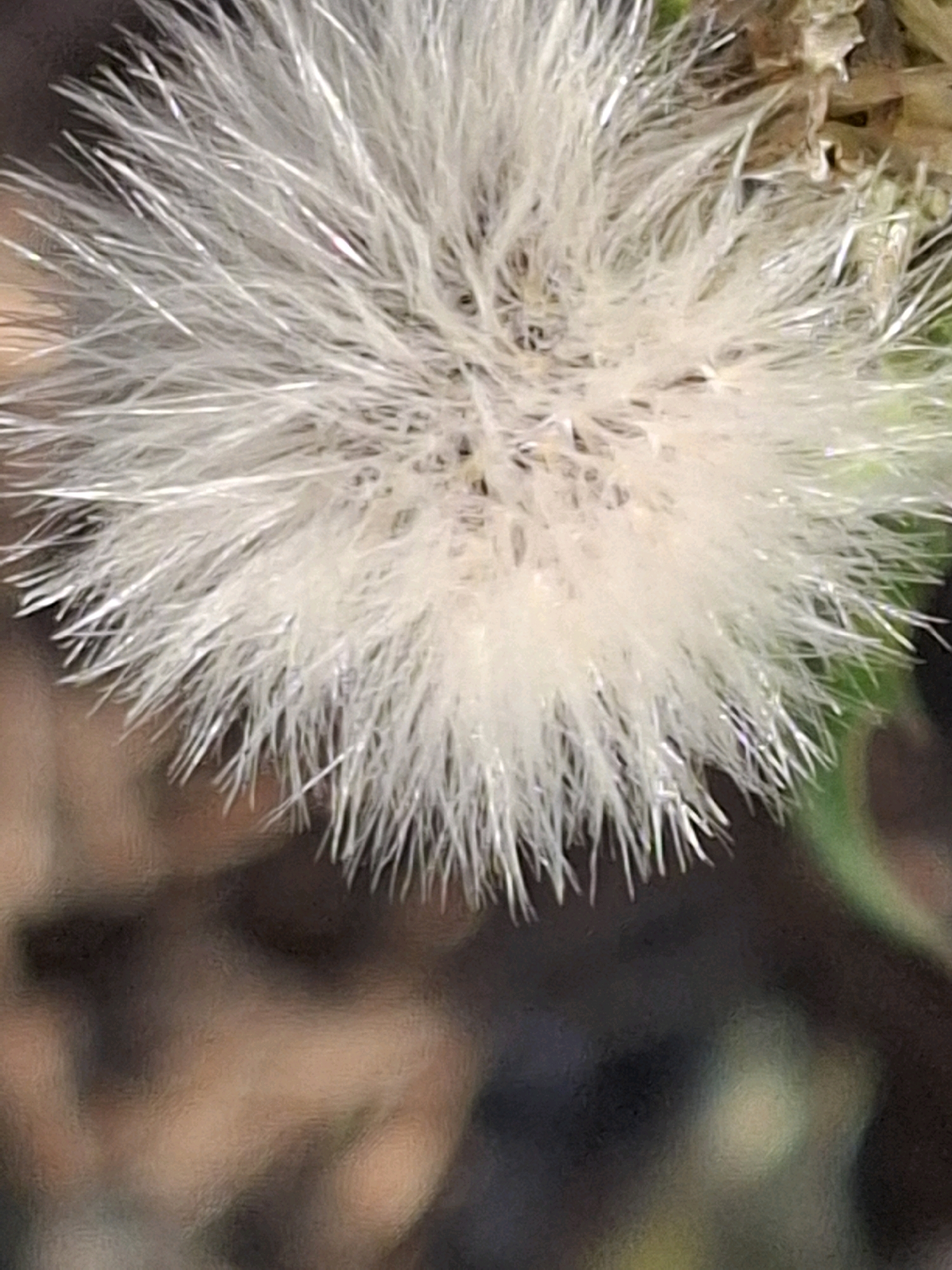 A close-up macro photograph of a white, fluffy seed head, possibly a dandelion or thistle, is shown. The seed head is spherical and feathery, with fine white filaments radiating outwards. The background is softly blurred, showing muted tones of brown and green, suggesting an outdoor natural environment. The image appears to be taken in Almaty, Kazakhstan. There are no people, animals, or man-made objects visible.