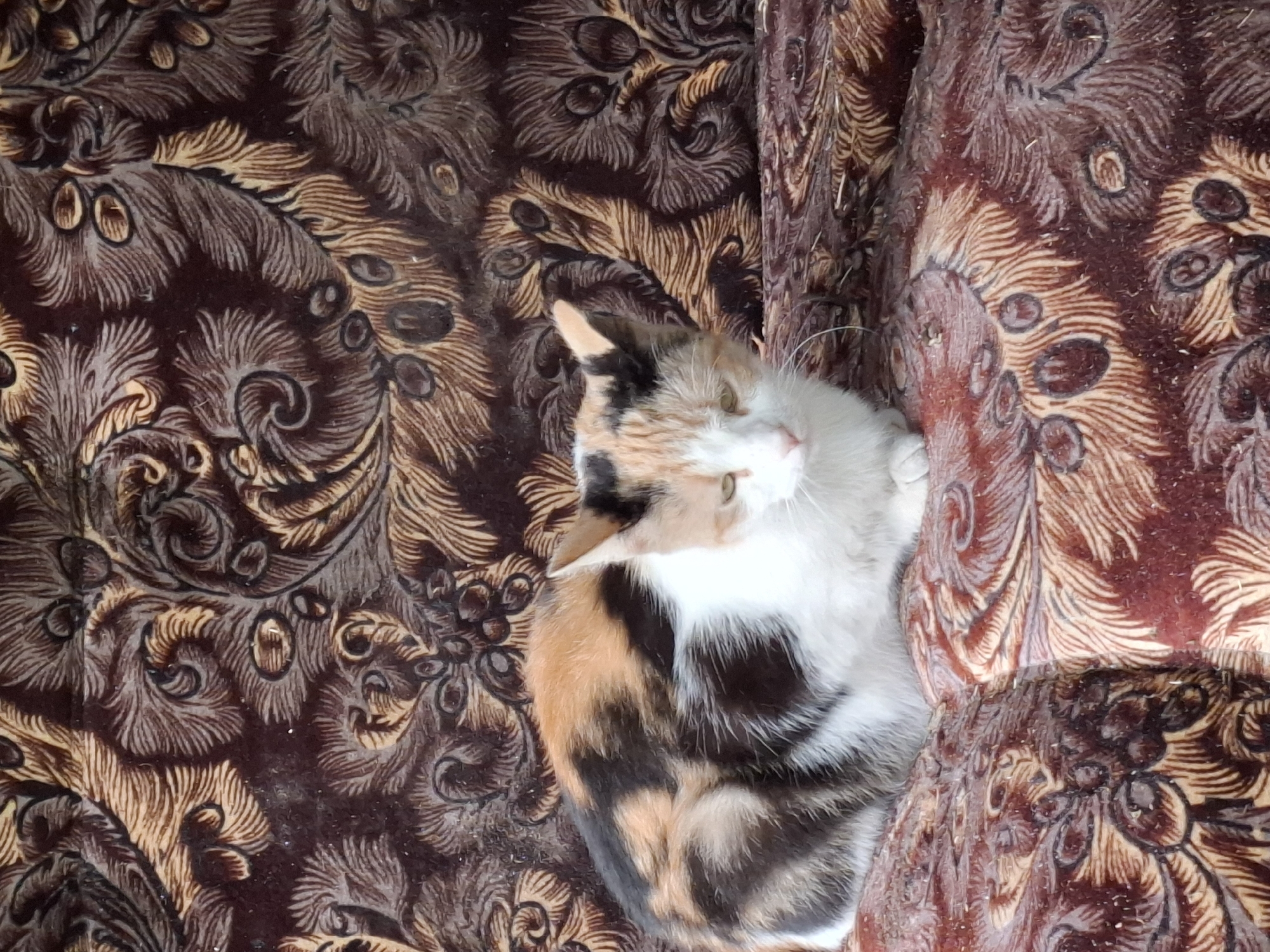 A calico cat is curled up on a patterned fabric. The fabric has a dark brown background with a repeating pattern of stylized feather-like designs in lighter brown and tan. The cat's fur is a mix of white, orange, and black patches. Its head is turned slightly to the right, and its eyes are partially closed. The cat is resting on the fabric, which appears to be some kind of upholstery or blanket. The lighting is natural and appears to be coming from above and slightly to the left, casting subtle shadows on the cat and the fabric.