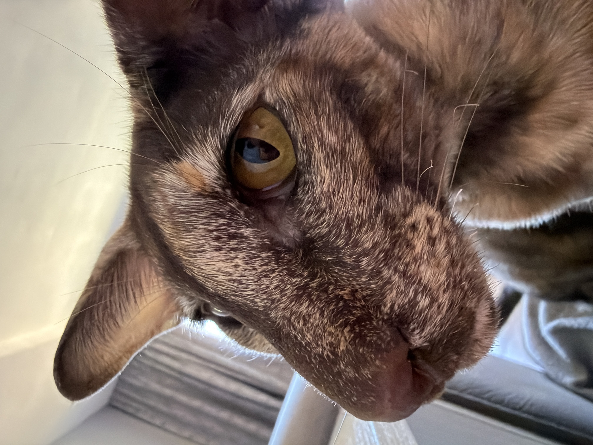This is a close-up, low-angle shot of an Oriental Shorthair cat's head, focused on its eye and nose. The cat has brown tabby fur with distinct stripes on its face and ears. Its large, amber-colored eye is prominent, with a dark, vertical pupil. The cat's pink nose is visible, along with long, white whiskers. The background is blurred, with hints of a white ceiling or light source above and gray curtains to the left. The cat is likely indoors, possibly at home, as indicated by the soft lighting and domestic setting. There is no information in the image that places it in Chaikovsky, Russia.