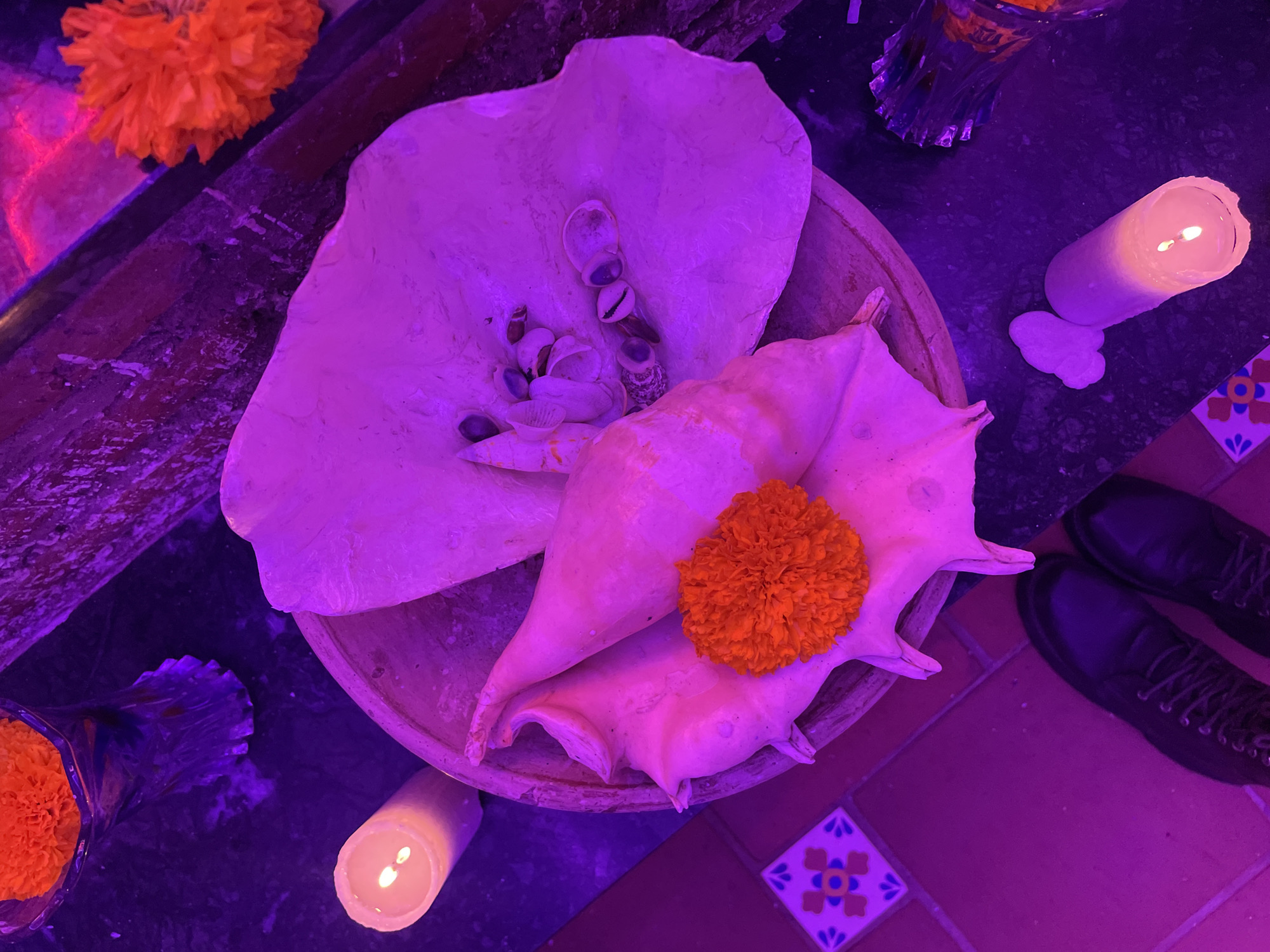 The media file captures an overhead view of a ceremonial or decorative arrangement, bathed predominantly in a deep purple artificial light, suggesting an evening or night setting.
In the center, two large seashells rest on a circular wooden base. The foreground shell is a large, light-colored conch shell, adorned with a vibrant orange marigold flower. Behind it, a flatter, wide white shell, possibly a large clam shell or piece of coral, holds an assortment of smaller seashells and cowrie shells.
To the upper left, another vivid orange marigold flower is visible, partly obscured, nestled in a clear glass vase. Another clear, textured glass vase is positioned on the upper right side. Two lit candles cast warm, yellow light, providing a stark contrast to the dominant purple ambiance; one candle is positioned to the lower left, and another, with melting wax creating a small heart shape, is on the right.
The arrangement sits on a dark, possibly stone or marble, surface. Below and to the right, the floor transitions to reddish-brown tiles, accented with decorative white tiles featuring blue and yellow floral patterns. A pair of black lace-up boots is visible on the far right, resting on the tiled floor.
The scene conveys a tranquil and spiritual atmosphere, reminiscent of offerings or altars found in cultural and religious practices, particularly in locations like North Kuta, Indonesia. There is no visible text in the image.