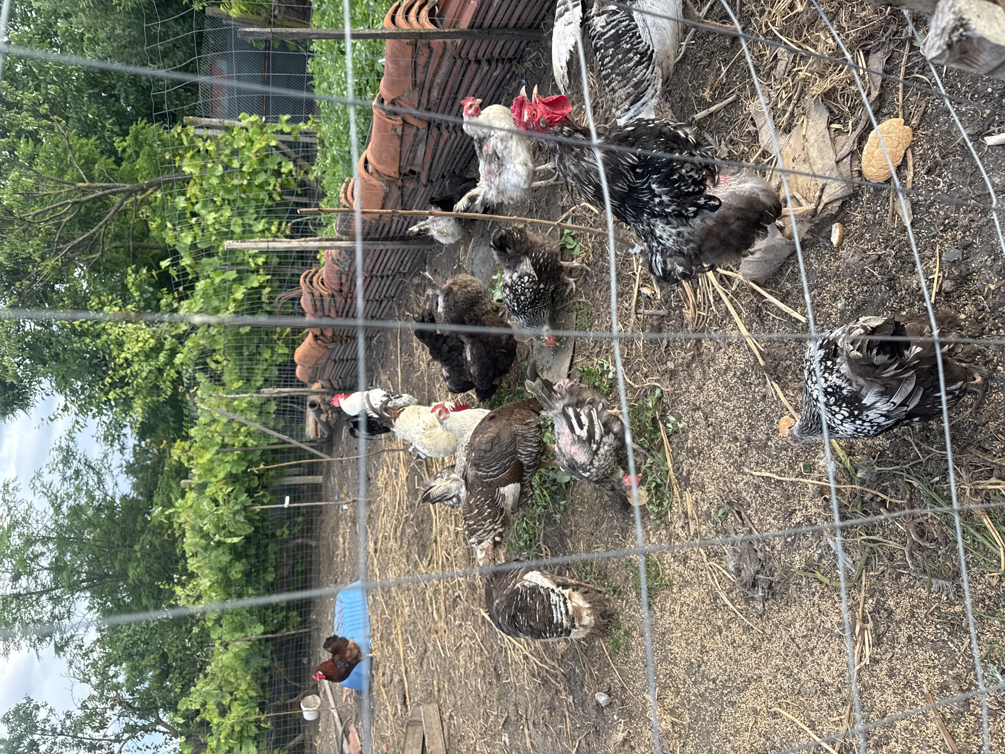 A flock of chickens and turkeys are gathered in an outdoor enclosure. The enclosure is surrounded by a wire fence. In the background, there are trees and a stack of terracotta roof tiles. The ground is covered with straw and dirt. Several chickens are pecking at the ground, while others are standing and observing. One turkey is in the foreground, looking away from the camera. The scene appears to be a domestic farm or backyard in Sarnevo, Bulgaria.