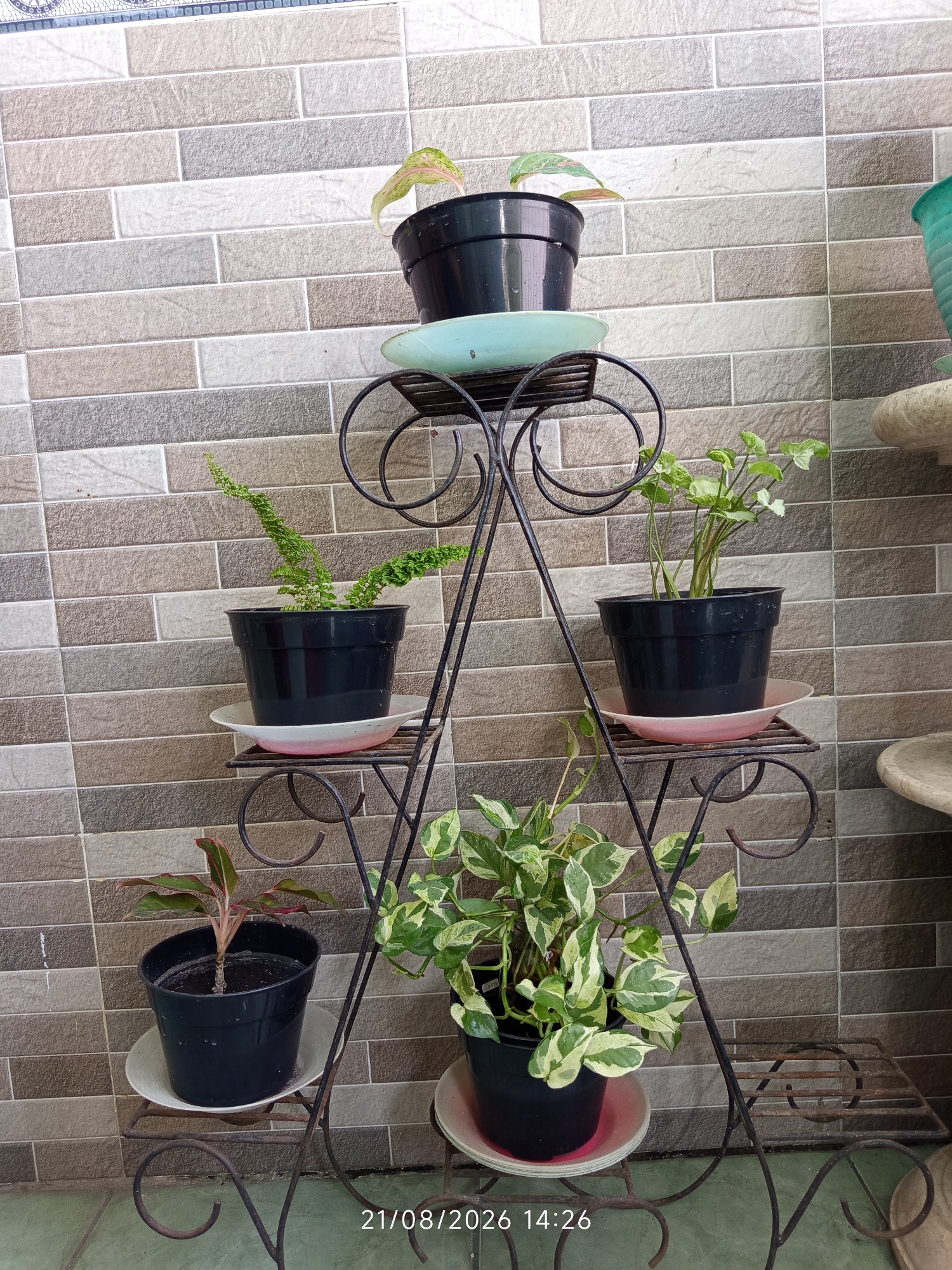 The image shows a multi-tiered black metal plant stand with several potted plants against a brick tile wall. On the top shelf is a black pot with a single leaf and part of another leaf visible. Below that, on the left, is a black pot with a fern-like plant. On the right side of the second tier is a black pot with a plant that has heart-shaped leaves. The bottom tier on the left holds a black pot with a plant with reddish-green leaves. On the bottom tier to the right is a black pot containing a plant with variegated green and white leaves. The plant stand is decorated with scrollwork. The wall behind the plant stand has horizontally laid brick tiles in various shades of grey, beige, and brown. A light green floor is visible at the bottom. The timestamp "21/08/2026 14:26" is present in the bottom right corner of the image. This scene is consistent with an outdoor patio or balcony setting in a tropical climate, such as Canggu, Indonesia, given the plants and the tiled wall often found in such locations. No people are present in the image.