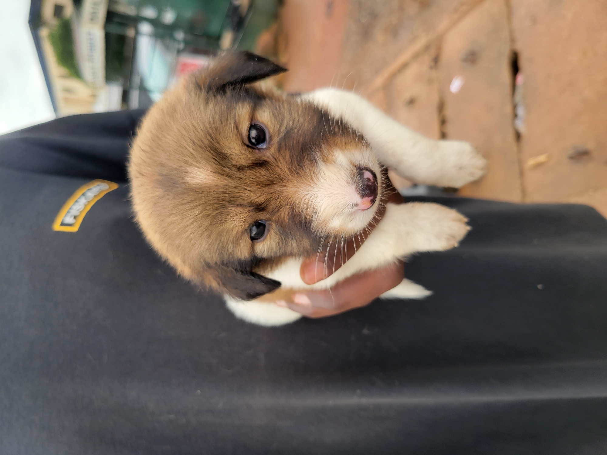 In this medium shot photograph, a person is holding a small puppy. The puppy is positioned centrally in the frame, facing forward, and appears to be looking directly at the camera. The puppy has brown and white fur, with distinct brown markings on its head and ears, and a white chest and paws. Its nose is dark pink with a dark patch on the left side. The person's hand, which is holding the puppy, is visible on the left side of the image. The person is wearing a dark-colored t-shirt with a yellow and black logo on the left chest. The background of the image is blurred, but it suggests an outdoor environment with some buildings and vehicles visible. The ground in the foreground appears to be made of reddish-brown pavers. The overall lighting suggests an overcast day.
