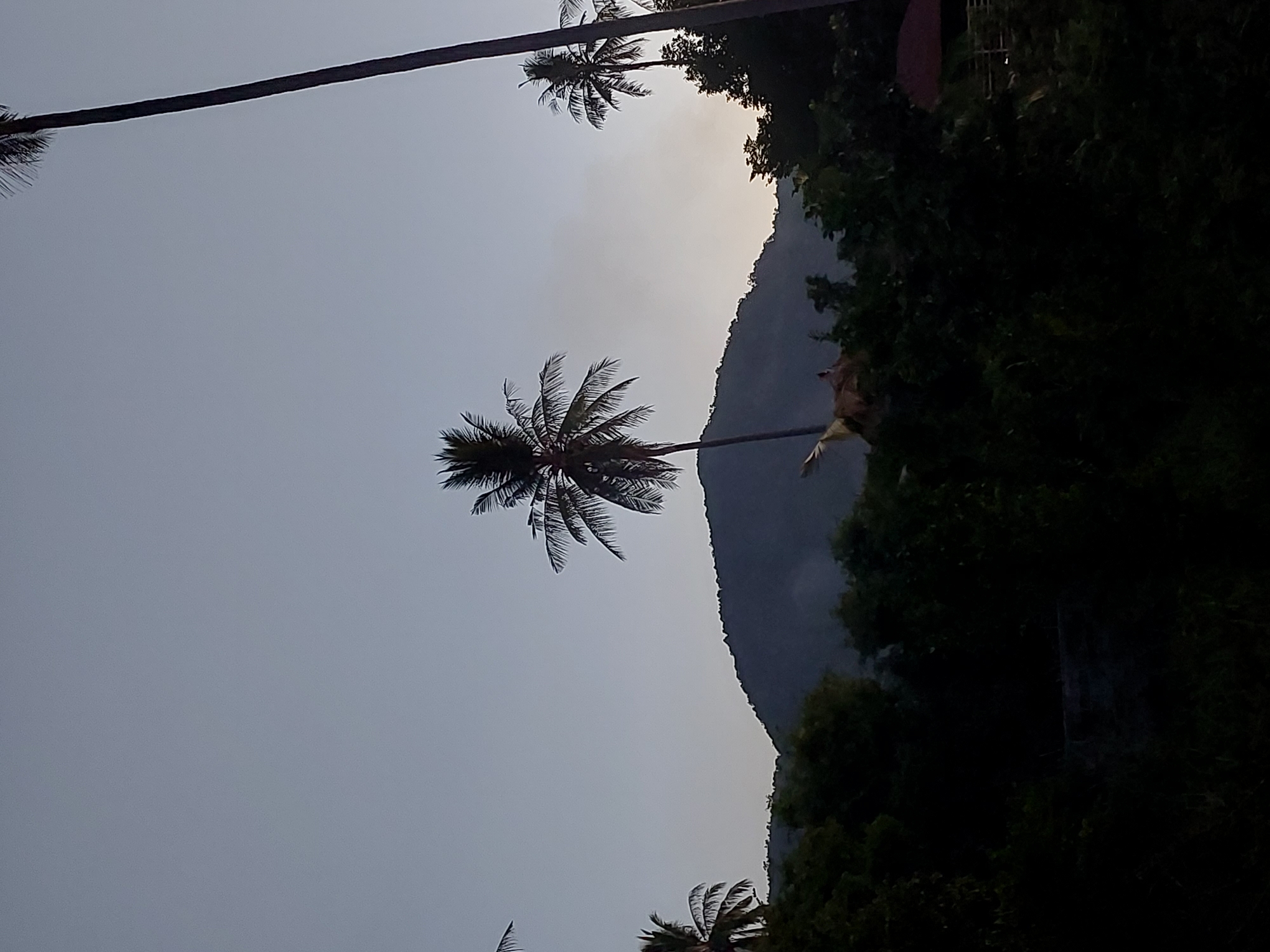 The image depicts a dusky scene with a faint haze in the sky, suggesting either twilight or a light atmospheric disturbance. Dominating the mid-ground is a dark, rounded mountain silhouette, its contours softened by the dim light. In front of the mountain, a dense band of dark green foliage stretches across the lower half of the frame, obscuring much of the ground.
Several palm trees are visible, their fronds silhouetted against the lighter sky. The most prominent is a tall, slender palm tree positioned slightly right of center, its trunk extending almost to the top of the image. To its left and further back, another palm tree stands, its crown more fully visible. On the far right, a portion of a very tall, thin palm trunk is visible. On the far left, the fronds of another palm tree are partially visible.
In the lower right section of the image, a small, red-roofed structure is peeking out from behind the trees, hinting at human presence or habitation. A slight upward sloping of the terrain can be inferred from the positioning of the mountain and the foreground vegetation. The overall impression is one of a tropical, possibly rural or semi-rural, environment at the end of the day. This scene is located in Baan Mae Nam, Thailand.