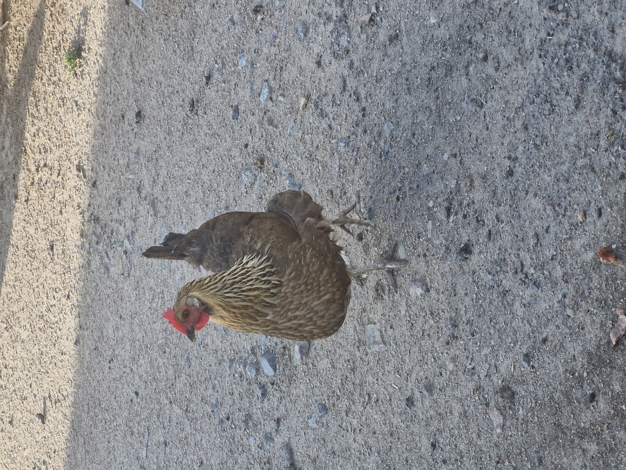 This image features two chickens in a dusty, gravelly outdoor setting. One chicken, in the foreground and closer to the camera, is predominantly brown with intricate black and tan feather patterns on its back and neck. Its head is turned to the side, revealing a red comb and beak. The second chicken, positioned behind and slightly to the left, is darker brown and less distinctly visible.
The ground is composed of small stones and sand, with some scattered debris, including what appears to be dry leaves. A notable detail is a shadow cast from the left side of the frame, suggesting sunlight is present, possibly indicating a morning or late afternoon time of day. The overall scene appears to be a dry, possibly rural or agricultural area. No text is visible in the image. The environment suggests a typical outdoor space where chickens might roam.