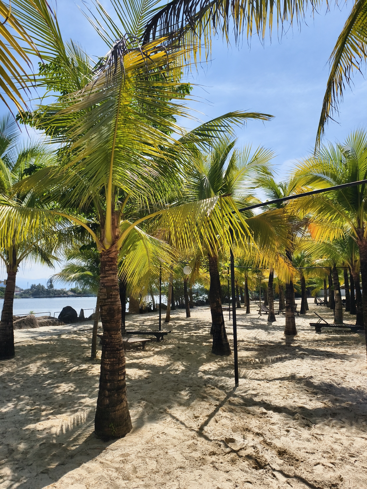 The image depicts a tropical beach scene in Tay Nha Trang Ward, Vietnam. The foreground is dominated by a sandy beach covered in shadows from palm trees. Several palm trees with green and yellow fronds are visible, with their trunks a dark brown. Sun loungers are interspersed between the trees, suggesting a relaxation area. In the background, a body of water is visible, with some land masses in the distance. The sky is a clear, light blue. A black metal structure runs horizontally in the middle ground, possibly supporting lighting or providing shade. The overall impression is of a tranquil, tropical resort setting.