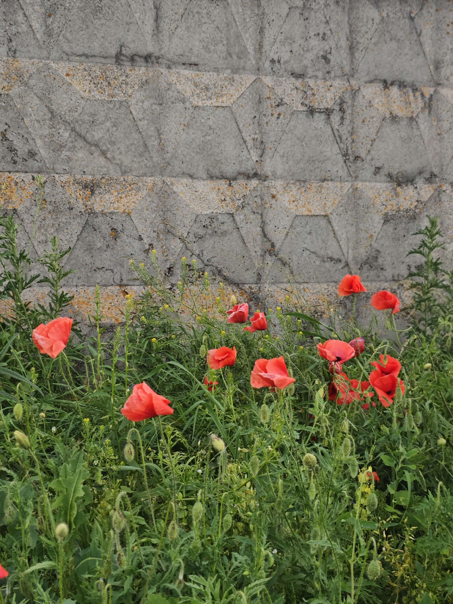 In Yutsa, Russia, a field of red poppies blooms in front of a textured concrete wall. The wall, segmented by horizontal bands of hexagonal shapes, shows signs of wear and contains scattered orange and dark markings. The poppies, vibrant and varied in their bloom stage, are interspersed with lush green foliage and smaller yellow wildflowers. Several poppy buds, covered in fine hairs, are visible among the fully opened flowers. The overall scene captures a natural element juxtaposed against a man-made structure.