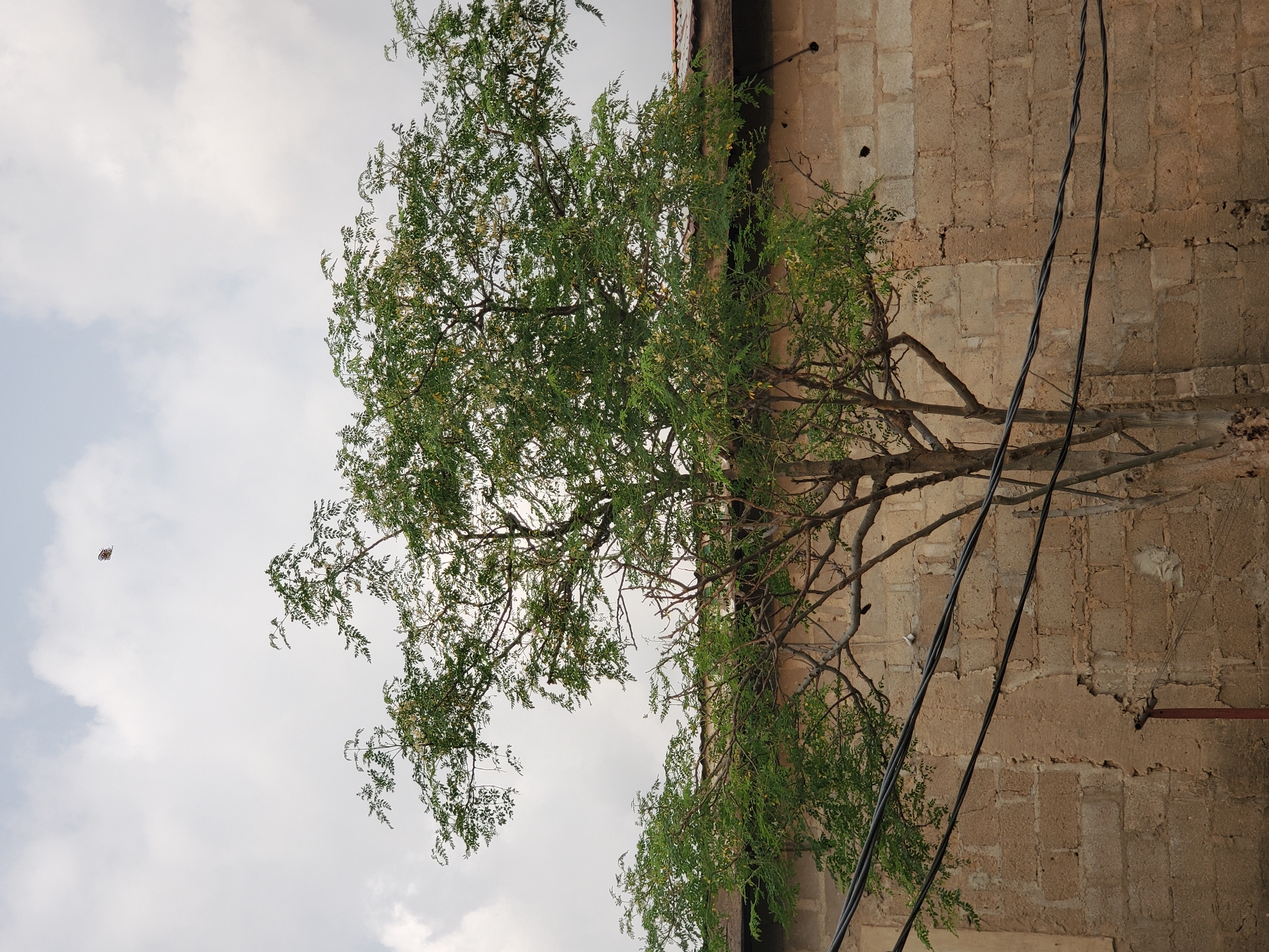 A medium shot captures a tree with lush green foliage and delicate white flowers, its branches spread wide against a cloudy sky. The tree is situated in front of a light brown brick wall, partially obscured by a weathered roofline. Black electrical wires run horizontally across the scene, crisscrossing in front of the tree and wall. A small, patterned object, possibly a kite, is visible in the upper portion of the sky. The environment suggests an outdoor setting in Suleja, Nigeria.