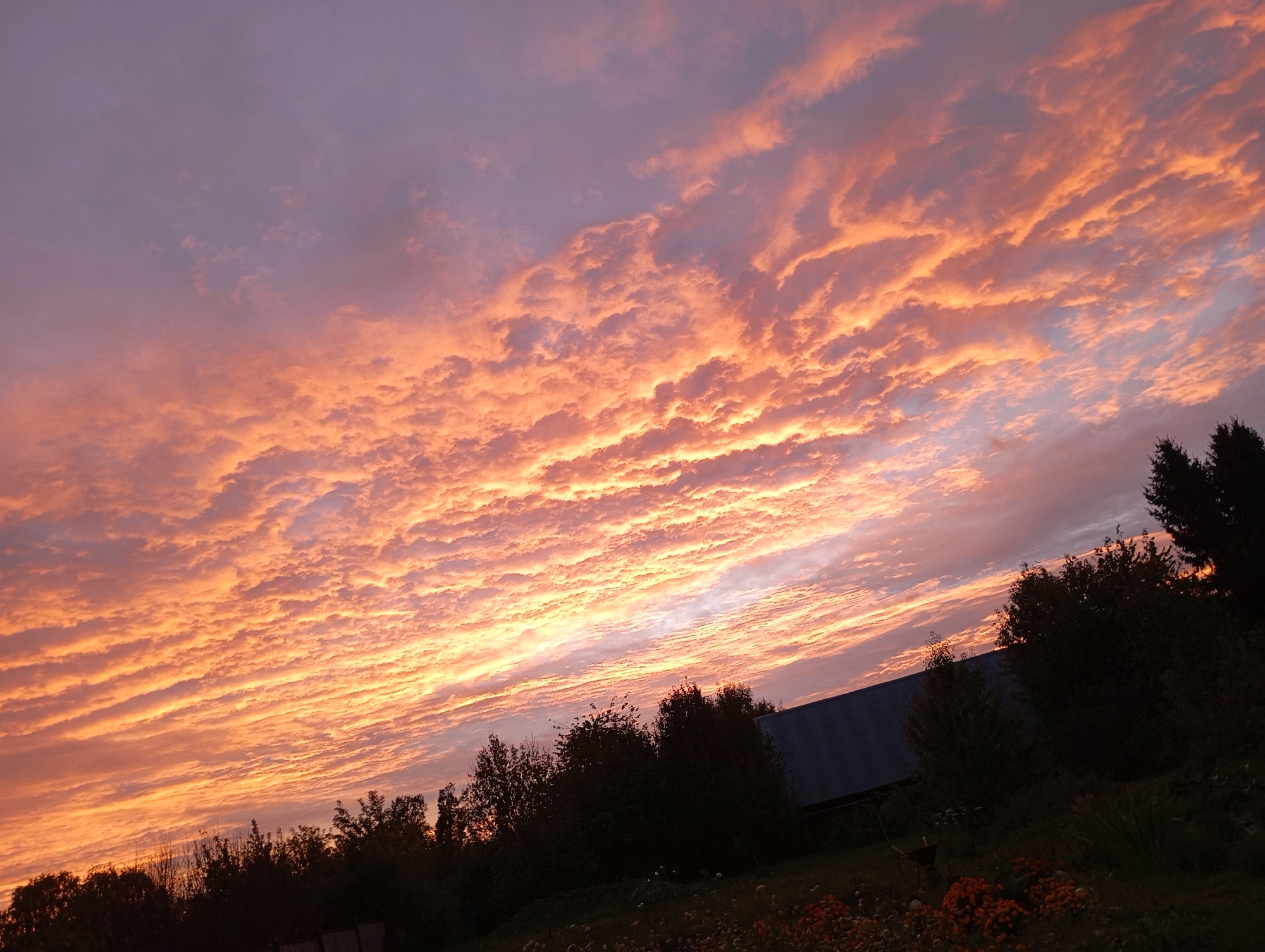 A late afternoon or early evening sky over a rural landscape is captured in this image. The sky is dominated by a dramatic sunset, with wispy clouds illuminated in vibrant shades of orange, pink, and purple. Below the sky, a line of dark trees and bushes forms a silhouette against the colorful horizon. In the mid-ground, a dark-roofed structure, possibly a barn or shed, is visible amidst the foliage. The foreground shows a patch of ground with some out-of-focus vegetation, including orange flowers. The overall impression is one of natural beauty and rural tranquility. The location is identified as Фоки, Russia.