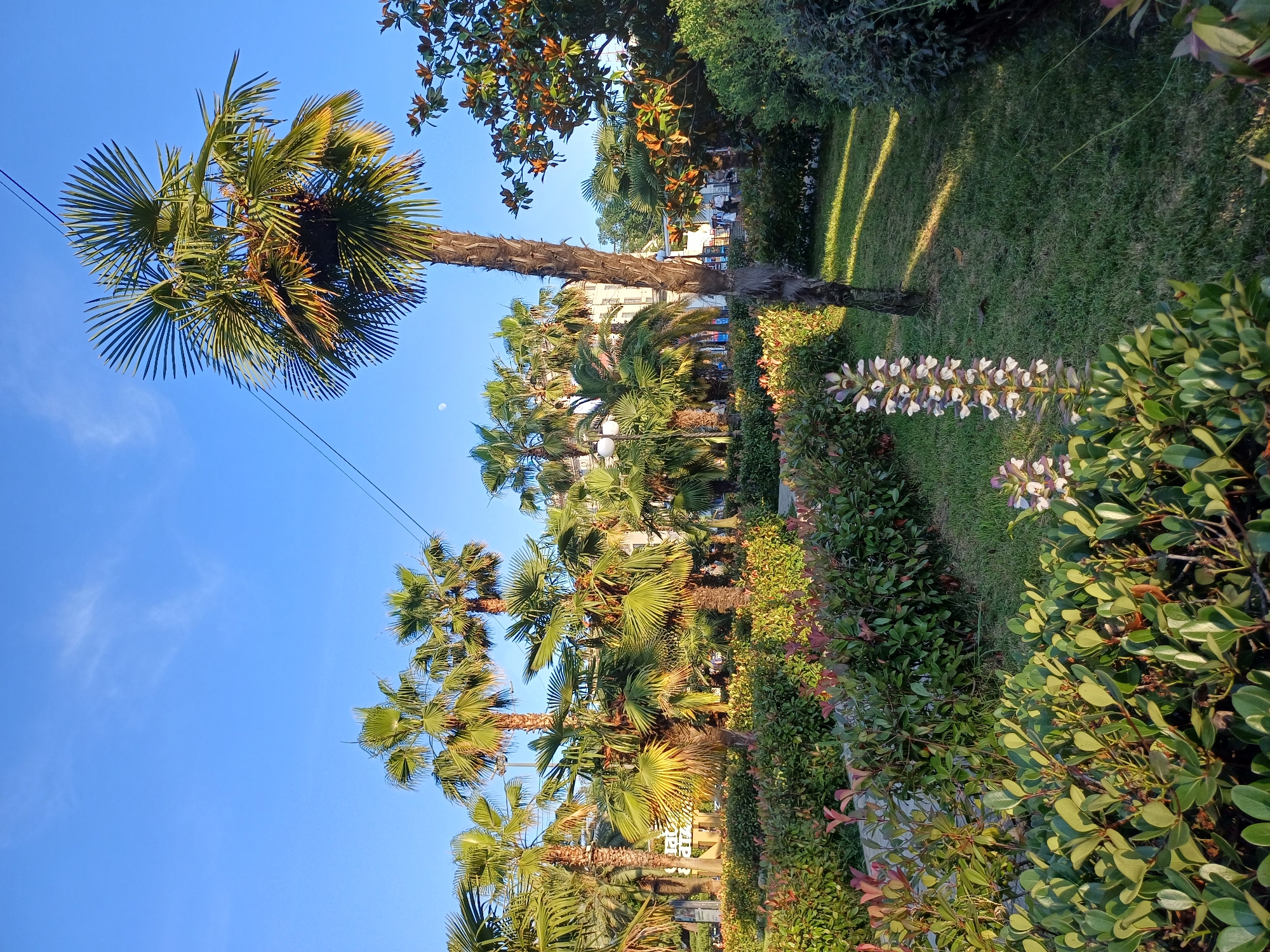 This is a low-angle, wide shot of a sunny day in Sochi, Russia, likely during the late afternoon given the long shadows cast across the lawn. The scene features a lush, green lawn bordering a walkway lined with various types of trees and shrubs. Prominently featured are several tall palm trees with their characteristic fronds reaching towards a clear blue sky. In the foreground, a line of flowering plants with delicate white and purple blossoms adds a touch of color. The background reveals the facade of a hotel or resort building, suggesting a tourist or leisure setting. The overall atmosphere is peaceful and vibrant, typical of a warm, pleasant day in a resort town. There is no discernible text within the image.