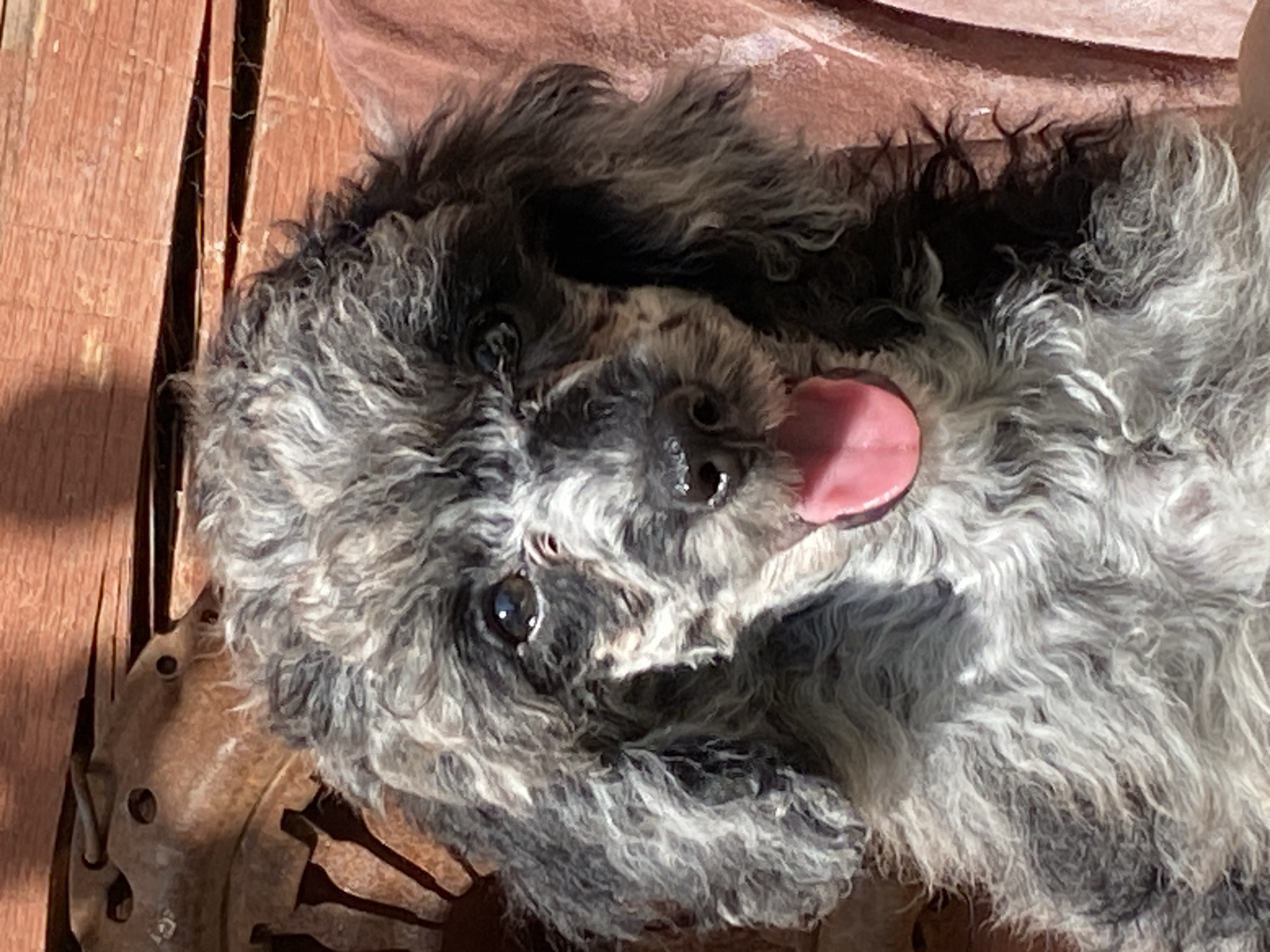 A medium shot captures a fluffy poodle puppy with a mottled black and gray coat, its pink tongue hanging out. The puppy is looking directly at the camera with a bright, attentive expression. The background consists of weathered wooden planks and a section of what appears to be a rusty metal object. The lighting suggests an outdoor setting on a sunny day, casting shadows on the wooden surface. The puppy is positioned in the foreground, with its head and upper body filling most of the frame.