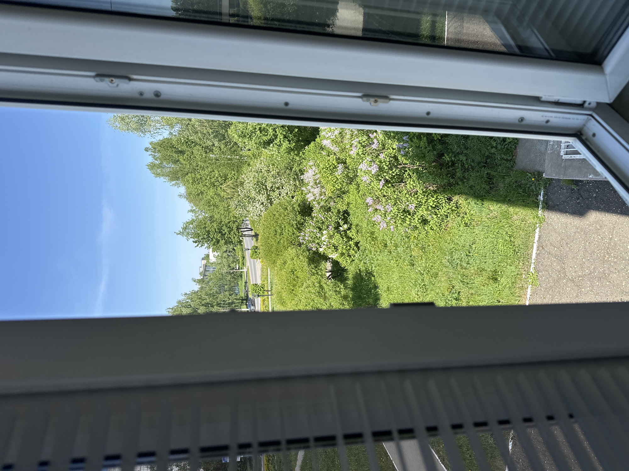 The image is a view from inside a building, looking out through a partially open window. The outside scene features green trees and grass, with some lilac bushes visible. A paved area is adjacent to the grass. A clear blue sky is visible in the distance. The location is suggested to be the city of Chaikovsky, Russia. No people or actions are visible in the frame. The main objects include the window frame, blinds, trees, grass, bushes, pavement, and sky. The environment is a sunny day with natural vegetation in an urban or suburban setting.