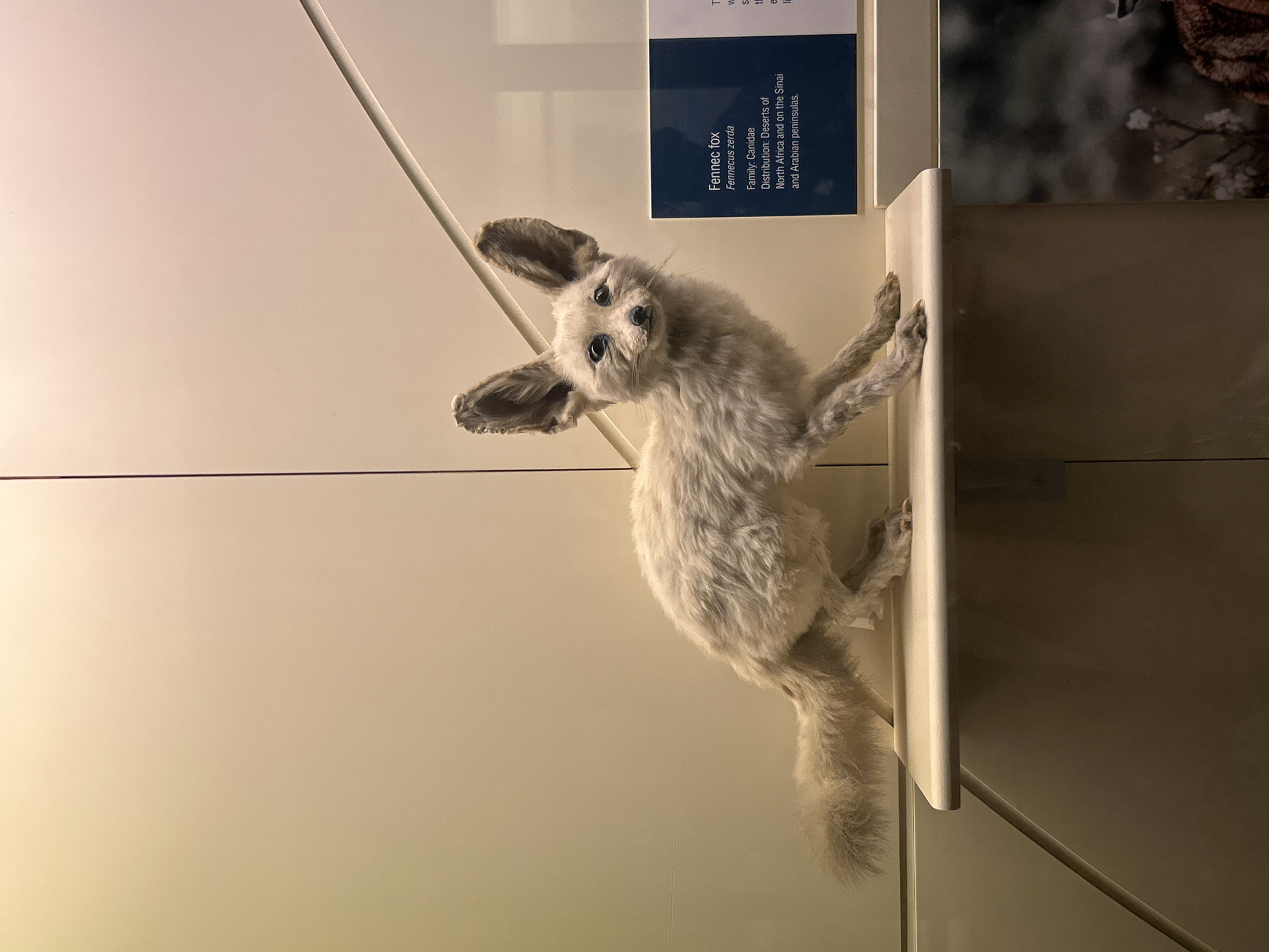 The image displays a taxidermied fennec fox specimen on a display shelf in a museum. The fox is light-colored with large ears, and its body is positioned in a crouched stance. To the right of the fox is a dark blue informational plaque with text detailing "Fennec fox," its scientific name "Fennecus zerda," its family "Canidae," and its distribution in the "Deserts of North Africa and on the Sinai and Arabian peninsulas." The background consists of a neutral-toned, possibly beige or off-white wall with diagonal lines and shadows, suggesting an exhibition hall. The lighting is soft and focused on the display. This scene is located within the Natural History Museum in London, United Kingdom.