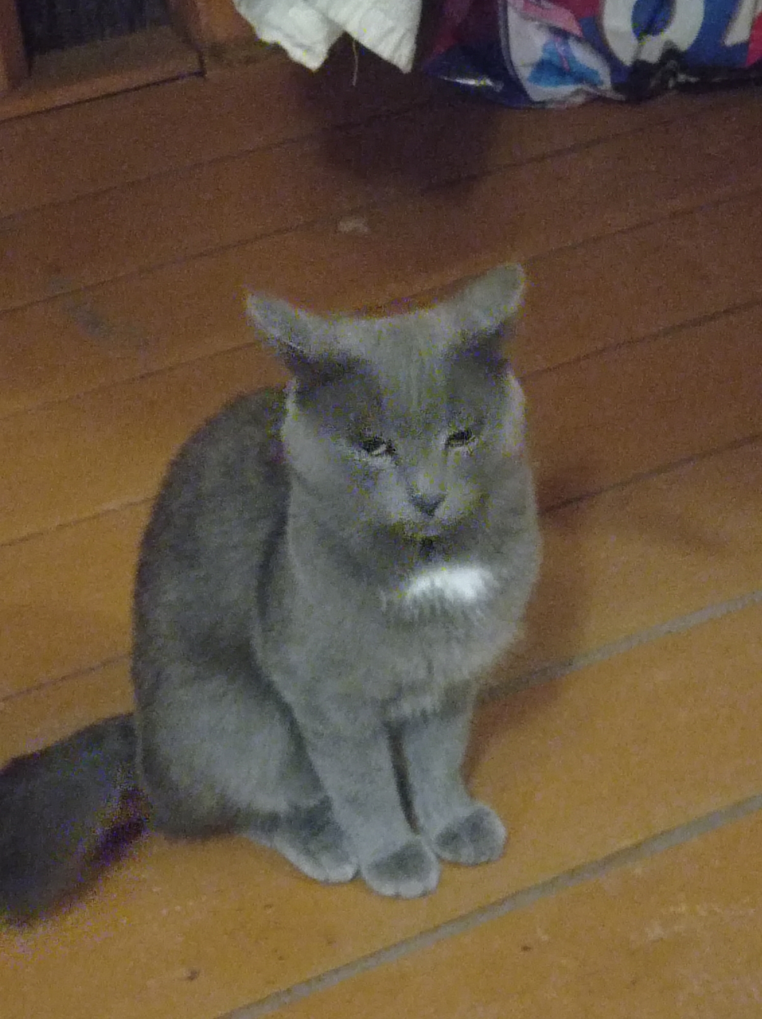 A medium shot captures a gray cat sitting on a wooden floor. The cat is facing forward, with its front paws tucked underneath its body. It has a white patch of fur on its chest and appears to be looking directly at the camera with its eyes partially closed. The background is blurred but shows a wooden surface and what appears to be fabric or clothing items in a pile. The lighting is dim, creating a somewhat grainy appearance in the image. The scene is indoors, likely a residential setting. There is no information to suggest this image is located in Degtyarsk, Russia.
