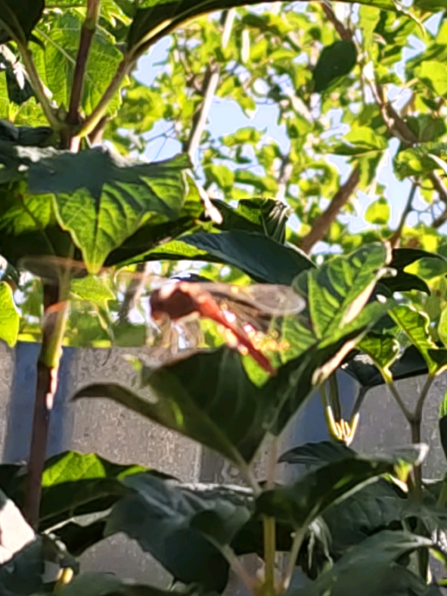 The image captures a close-up view of lush green foliage with sunlight filtering through, creating a dappled effect. In the mid-ground, a dragonfly with a prominent red abdomen and translucent wings is visible, perched on a plant stem. The background consists of a light-colored, textured surface, possibly a wall or fence, and more greenery. The overall impression is one of a natural outdoor setting, likely a garden or park, with a focus on the delicate detail of the insect. The image is shot in a way that emphasizes the texture and color of the leaves and the distinct form of the dragonfly. The lighting suggests it is daytime, with the sun positioned to cast bright highlights and shadows. There is no indication of any human presence or activity within the frame.