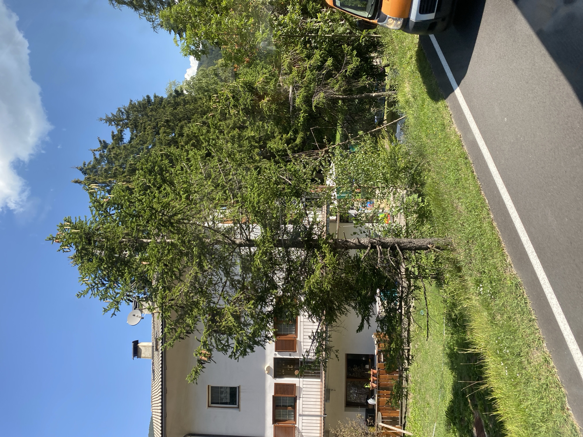A residential building with a white facade and a tiled roof is visible in the background, with several windows and brown shutters. A satellite dish and a chimney are on the roof. A large evergreen tree stands in front of the building, partially obscuring it. To the right of the building, there is a patch of grass with some smaller trees and bushes. A road with a white line marking runs along the bottom right of the image, with the front corner of an orange and white vehicle visible on the road. The scene is bathed in bright sunlight under a clear blue sky with some white clouds. The location is identified as Urtijëi - St. Ulrich in Gröden - Ortisei, Italy.
