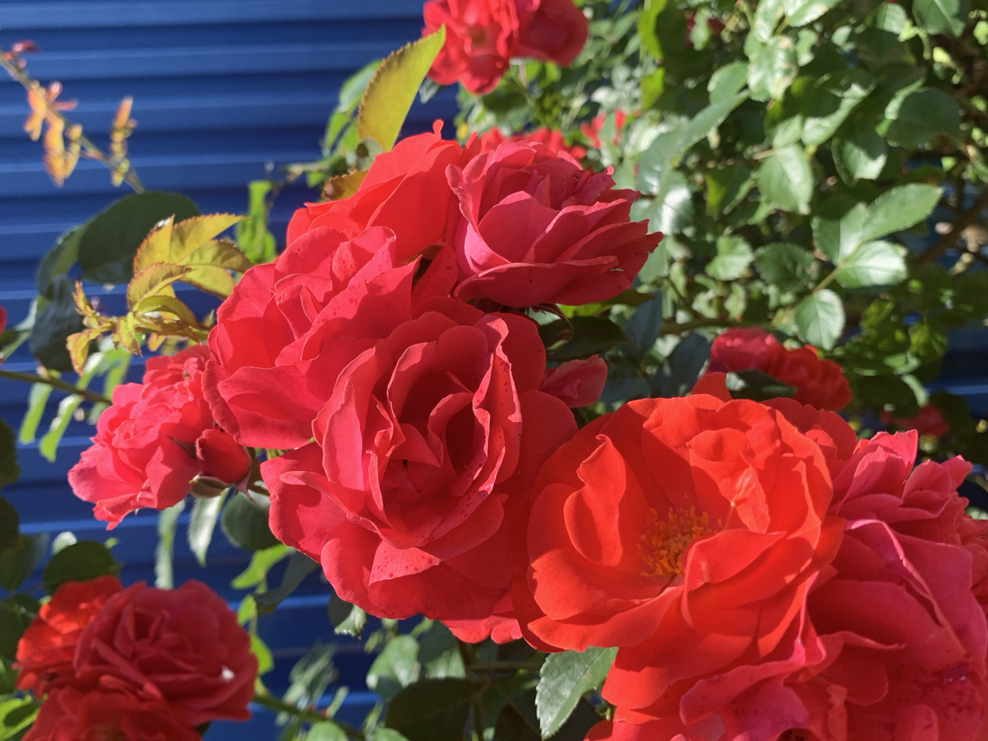 A cluster of vibrant red roses is the focal point of this image, set against a backdrop of a bright blue, corrugated surface. The roses are in various stages of bloom, with some fully open, revealing their intricate petal structures and soft, velvety texture, while others are still tightly furled. The leaves of the rose bush are a healthy, deep green, with some tinged with yellow, suggesting the plant is thriving in sunlight. The overall lighting indicates it is daytime, likely sunny, as evidenced by the bright illumination and the way light plays across the rose petals, creating highlights and subtle shadows. The blue surface behind the roses appears to be a fence or wall, providing a strong color contrast that makes the red of the flowers pop. The scene evokes a feeling of natural beauty and warmth, commonly associated with gardens and pleasant weather. While no people are visible, the presence of the roses suggests a well-tended outdoor space. The location context provided places this scene in Stavropol, Russia. There is no visible text in the image.