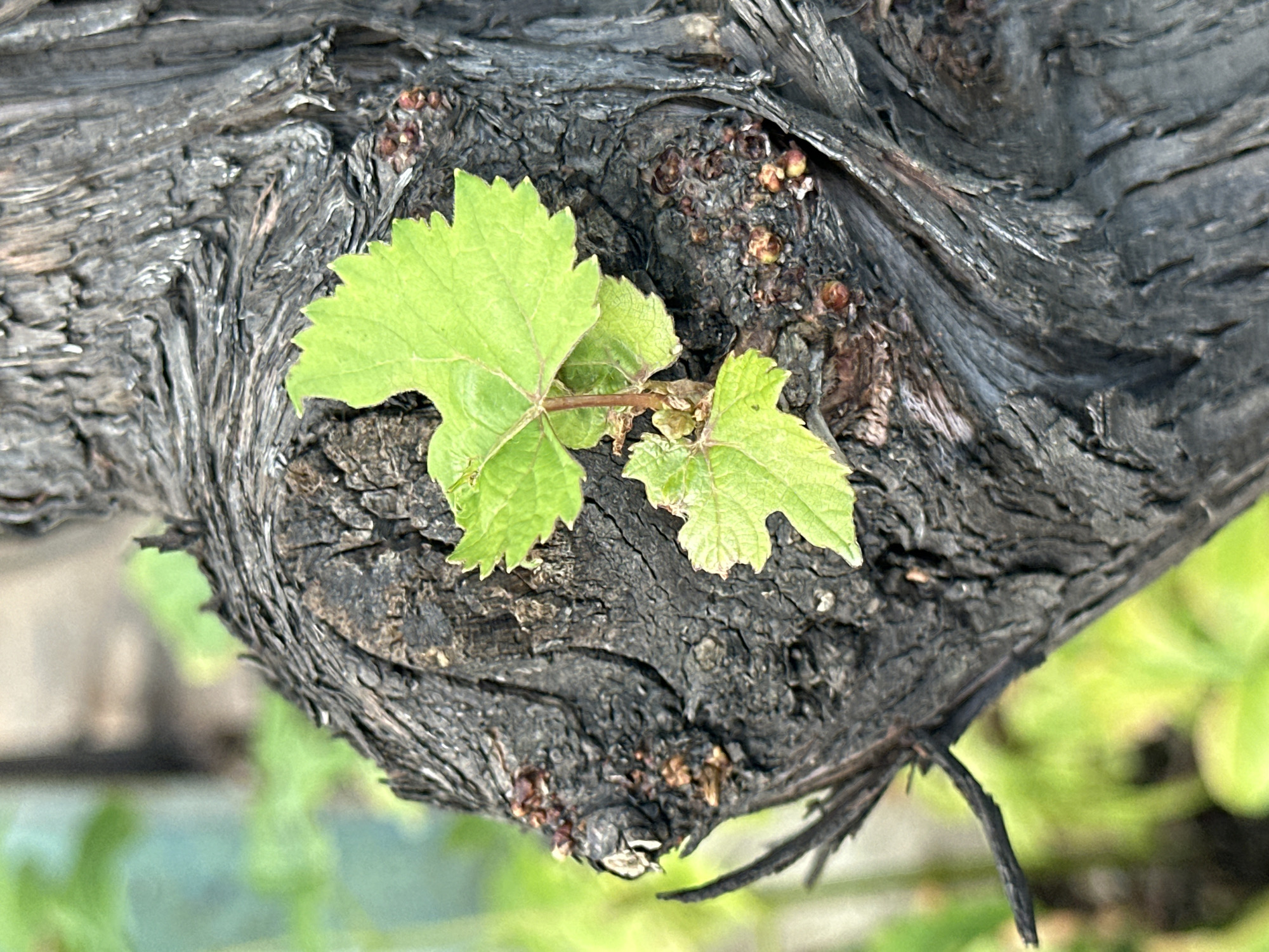 A close-up, slightly upward-angled shot captures the intricate texture of a gnarled, dark, and weathered tree trunk, likely a vine, with visible signs of age and perhaps fire damage. Two vibrant, newly unfurled green leaves are sprouting from the trunk, their veins clearly defined. The background is softly blurred, showing hints of green foliage and a muted, light-colored structure. The image's shallow depth of field focuses attention on the contrast between the old, rough bark and the fresh, tender growth.