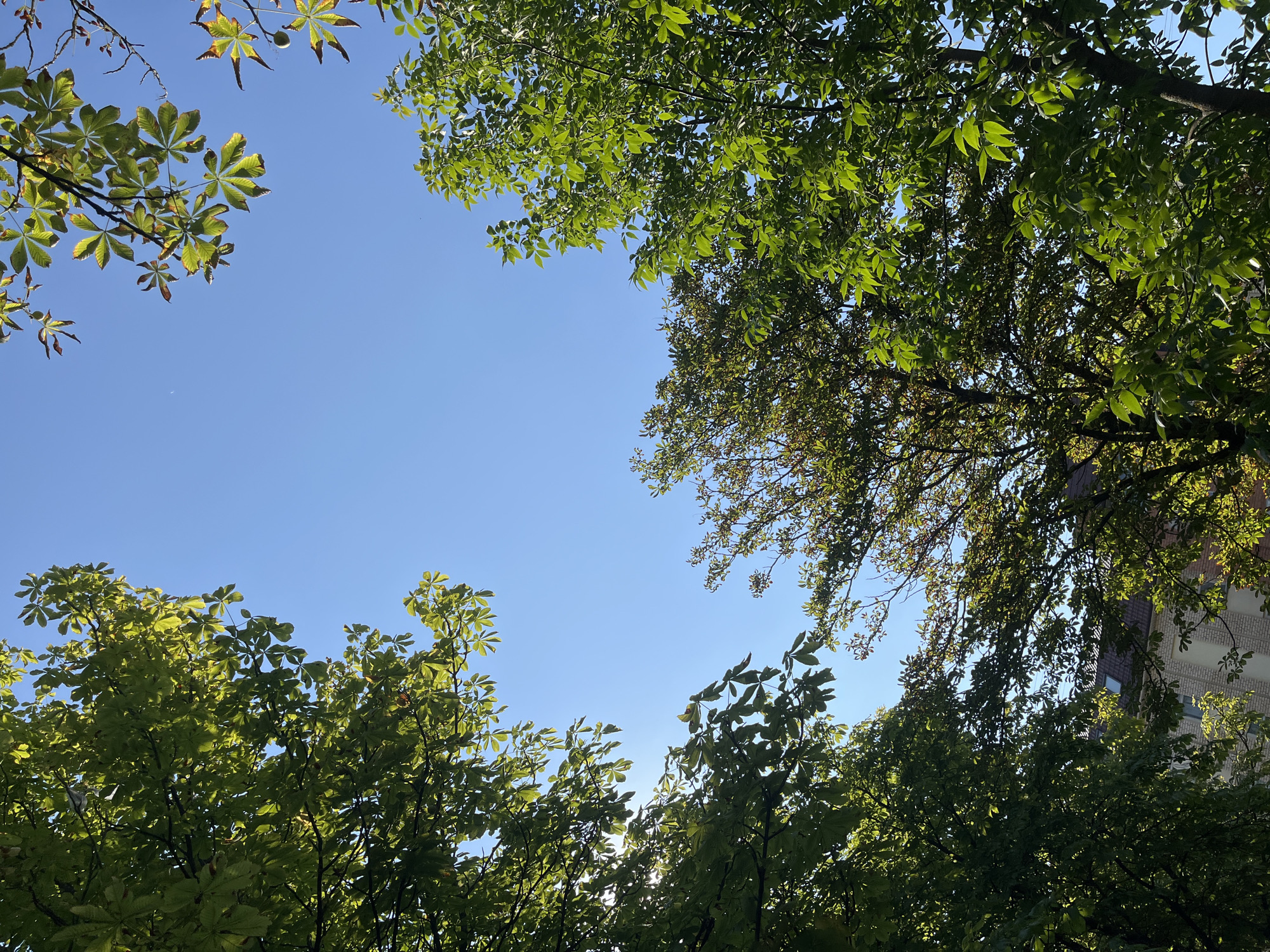 The image shows a view looking up at a clear blue sky framed by the green leaves and branches of trees. The trees appear to be a mix of deciduous species. In the lower portion of the image, a building with a tiled roof and light-colored brick facade is visible through the foliage, suggesting an urban or suburban setting. The sun is shining, with some lens flare visible on the left side of the image, indicating a bright, sunny day. There are no people or animals visible. The scene appears to be outdoors, with the trees likely located in a park or along a street in the city of Minsk, Belarus.