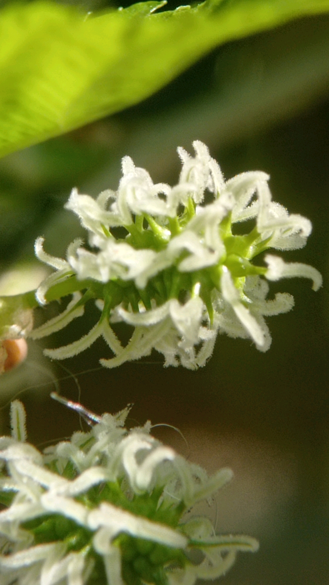 A macro photograph captures the intricate details of a cluster of small, white, delicate flowers. The flowers are clustered together, with many individual blossoms, each featuring thin, wispy petals that curl outwards. They are supported by green, spiky structures that appear to be calyxes or buds. The foreground is dominated by these flowers, rendered in sharp focus.
Behind the flowers, a bright, luminous green leaf occupies the top left portion of the image, its texture and veins subtly visible. The background is a soft, out-of-focus blur of muted greens and browns, creating a shallow depth of field that isolates the subject. A small, round, light brown object, possibly a developing fruit or bud, is partially visible on the left side of the frame, near the main flower cluster. Thin, almost translucent strands, possibly spider silk or fine plant hairs, are also present in the lower half of the image, adding to the delicate and natural aesthetic.
The image is consistent with flora found in a garden or natural setting within Batu, Indonesia, a region known for its cool climate and abundant plant life. The photograph is likely taken in a garden or a conservatory setting in Batu, Indonesia, where such delicate white flowers and lush green foliage are common.