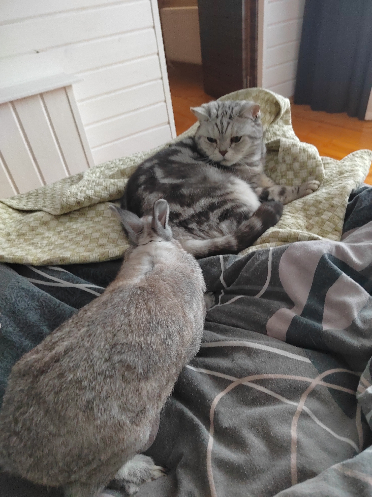 A gray tabby cat and a gray rabbit are resting on a bed covered with gray and white striped bedding and a light green patterned throw blanket. The cat is positioned on the blanket, while the rabbit is lying on the bedding, facing away from the camera and toward the cat. The location is not identified.