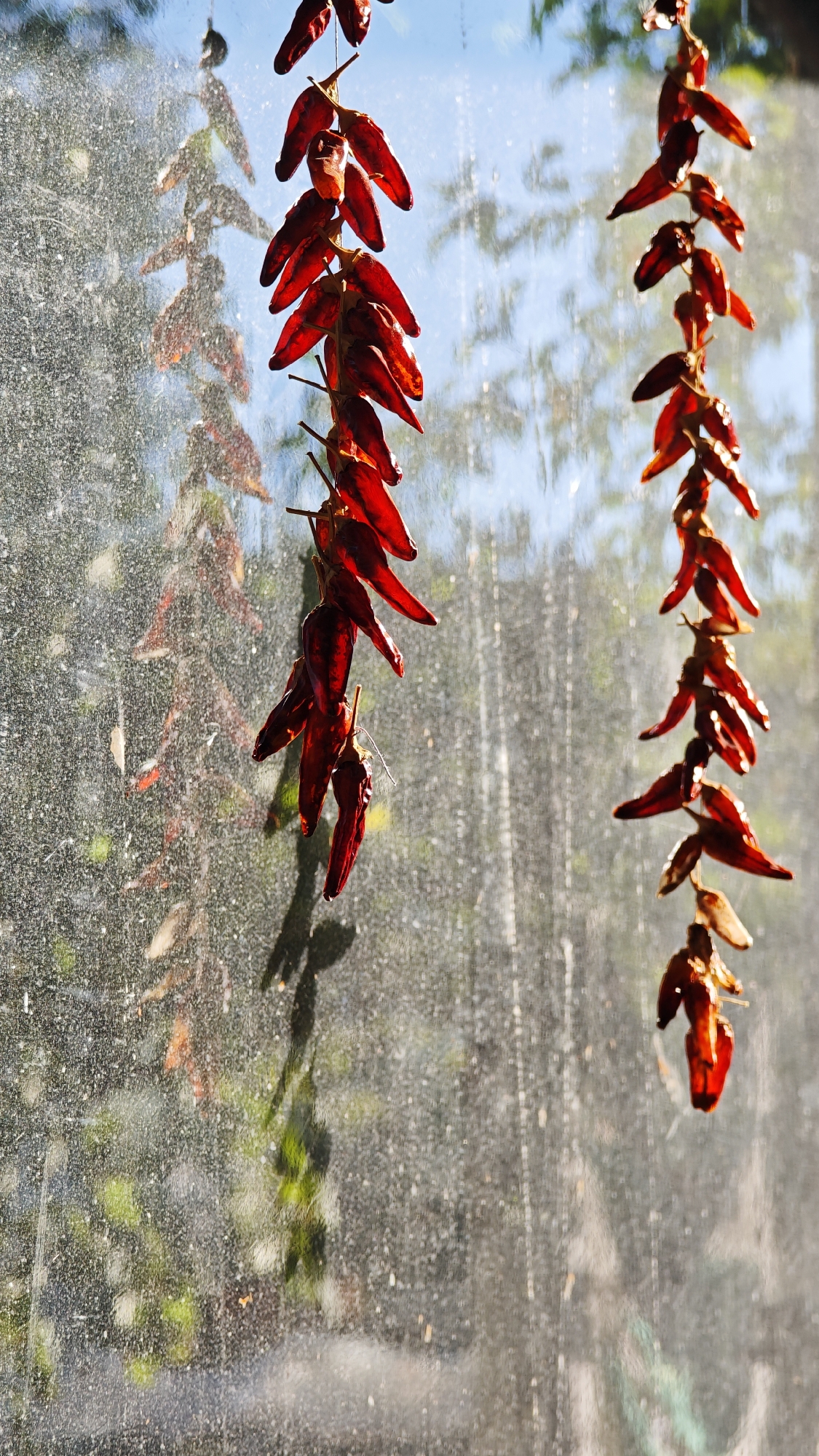 Two strings of dried red chili peppers hang vertically in front of a sunlit window. The window pane is dirty and appears to be slightly distorted, creating a blurred background of the outdoors. The sky is visible as a bright blue at the top, with the impression of trees and foliage in the middle distance, appearing as green and brown smudges. The chili peppers themselves are a deep red, with visible stems and a wrinkled texture, indicating they are dried. They are strung together with what appears to be a thin white thread or string. One string of peppers hangs to the left of the frame, and another to the right, with a significant gap between them. The lighting suggests it is daytime, with sunlight streaming through the window and casting soft shadows. There are no people or animals visible in the image. The scene could be part of a kitchen or a storage area where herbs are dried. The location is the city of Popovo, Bulgaria.