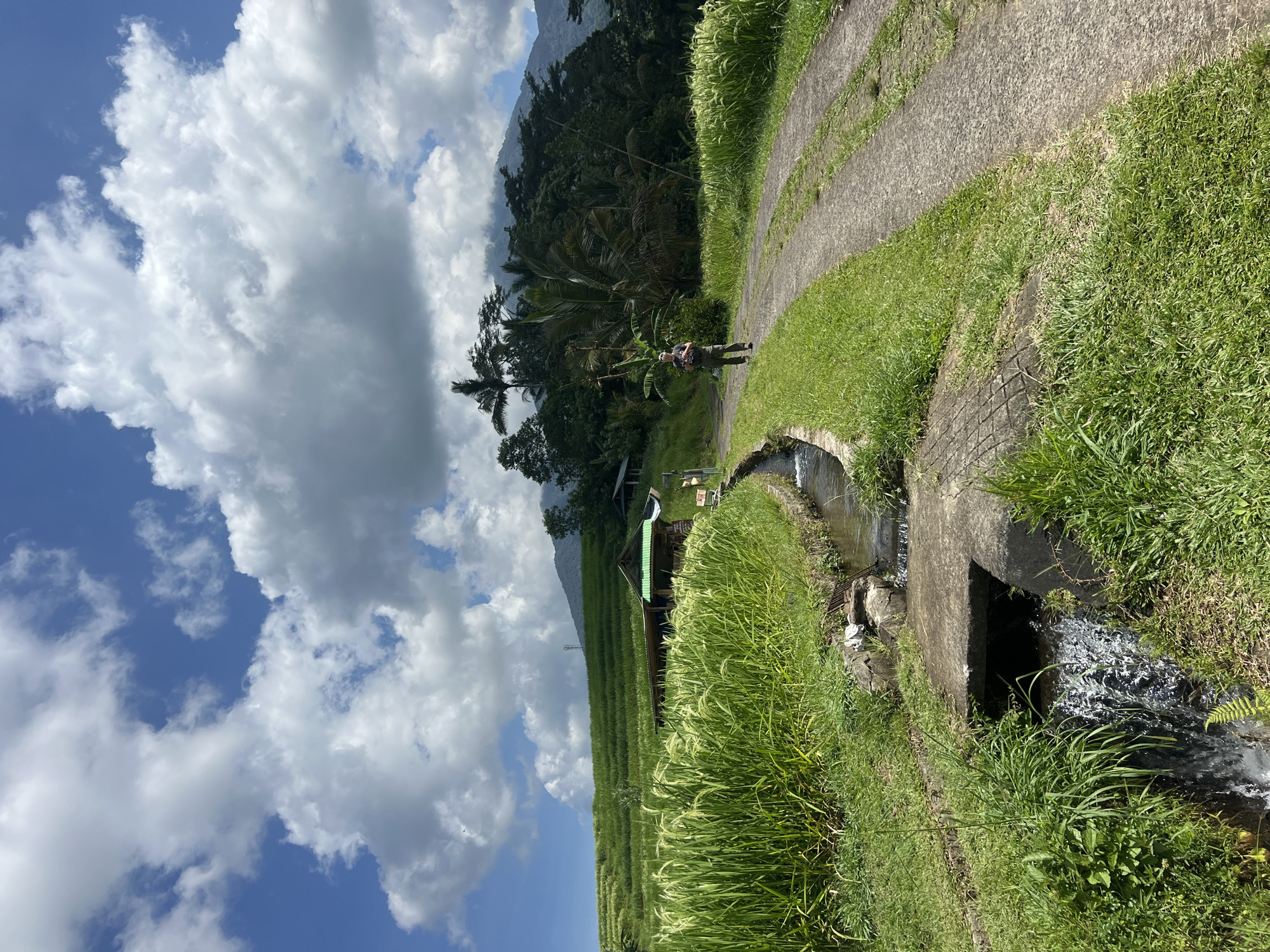 The image depicts a verdant scene in Penebel, Indonesia, characterized by rice terraces and lush vegetation. A concrete path runs alongside a water channel, with a concrete culvert conveying water. A person wearing a backpack and light-colored hat stands on the path. A small building is visible amidst the rice terraces. The sky above is partly cloudy. The environment is dominated by greenery, including tall grasses and tropical trees.