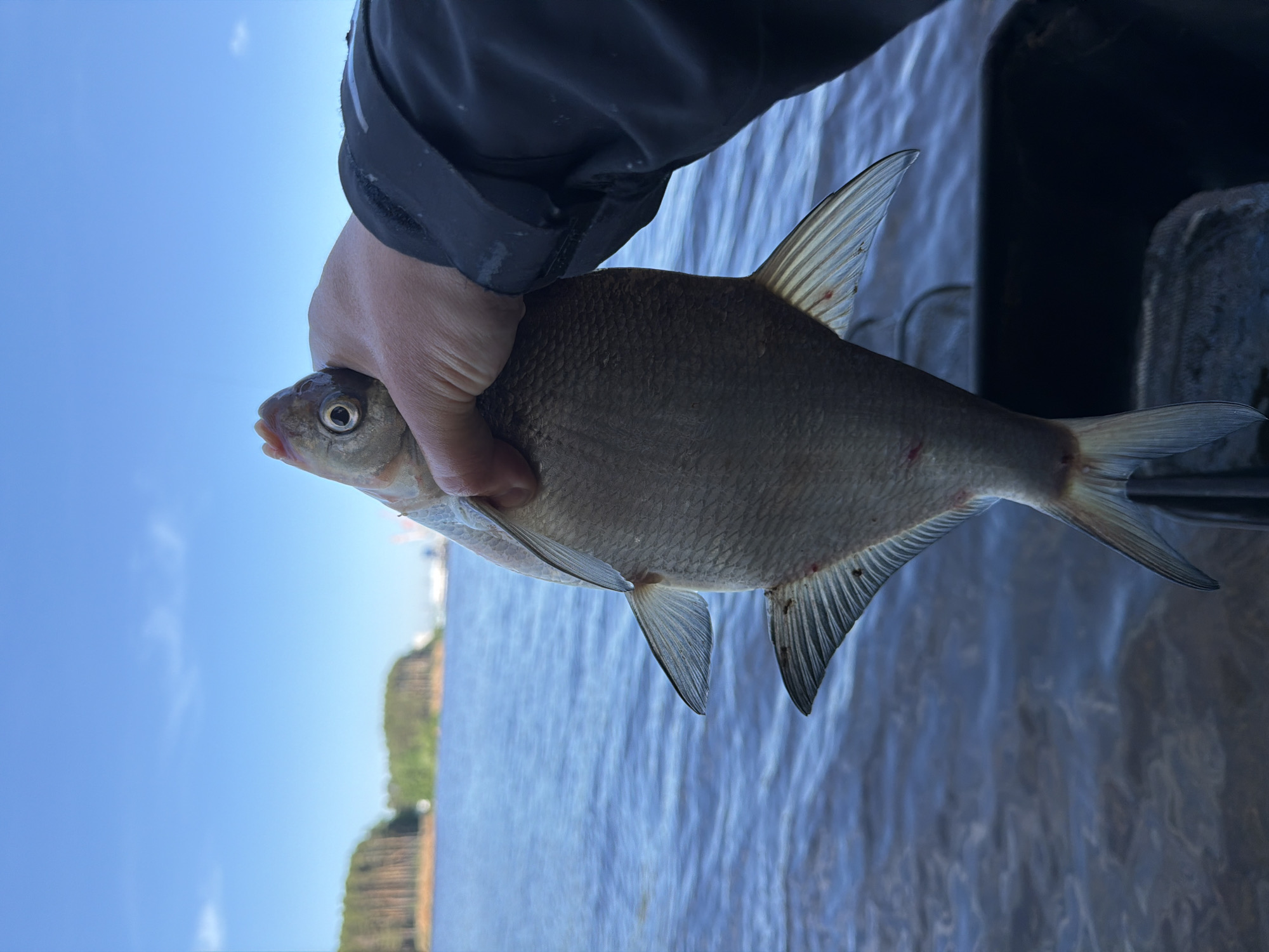 A close-up, slightly rotated shot captures a person's hand firmly holding a freshly caught fish against a bright, clear blue sky and a body of water. The fish, appearing to be a species like a bream, is held horizontally, showcasing its silvery-grey scales, prominent fins, and a small, slightly open mouth. Small reddish marks are visible on the fish's body, particularly near its fins, indicating it has recently been caught. The person's hand and a portion of their dark jacket or sleeve are visible, occupying the upper part of the image.
The background features a vast expanse of bright blue sky, with only a few wisps of clouds visible, suggesting a sunny day. Below the sky, a wide body of water, likely a river or a large lake, stretches into the distance, with visible ripples on its surface. On the horizon, a green, tree-lined shoreline or cliff face is faintly discernible, indicating the natural, outdoor setting. Part of a dark structure, possibly an edge of a boat, is visible on the right side of the frame. The image depicts a successful fishing moment, likely from a boat, during daylight hours in a location such as Chaikovsky, Russia. No visible text is present in the image.