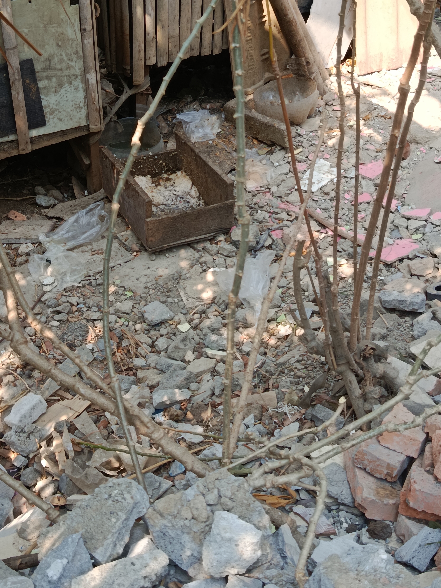 In Wanasari, Indonesia, an outdoor scene depicts a collection of debris, including scattered stones, broken bricks, and pieces of wood. A rusty metal container holds a whitish substance. Several thin, bare branches of a plant are prominent in the foreground, with some debris and plastic bags visible throughout the area. The environment appears unkempt and possibly under construction or renovation.