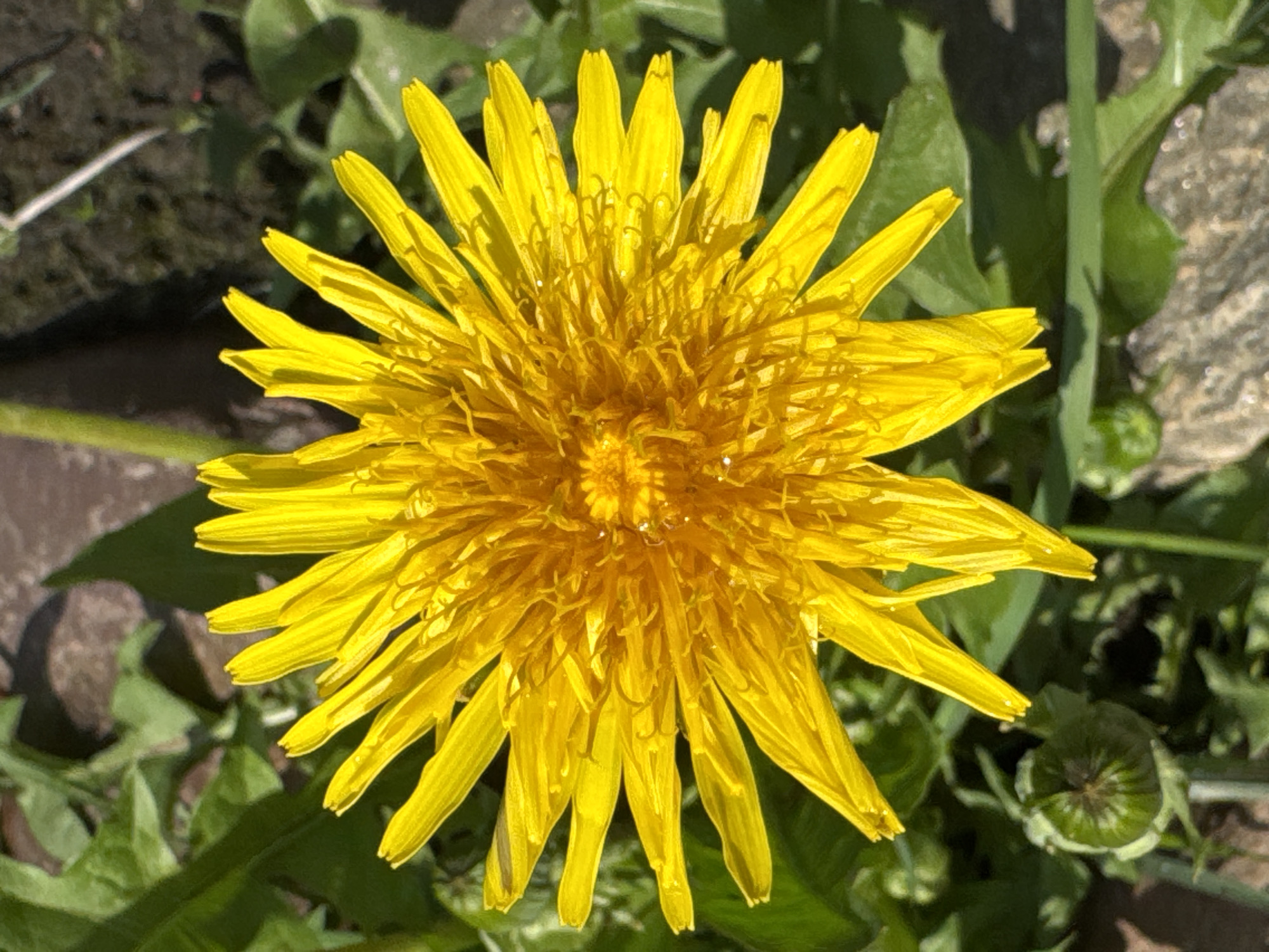 A vibrant yellow dandelion flower dominates the image, its numerous slender petals radiating outwards from a dense center. Surrounding the flower are green leaves, indicating the plant is growing outdoors, most likely in a natural or garden setting. The location appears to be Unknown, Unknown.