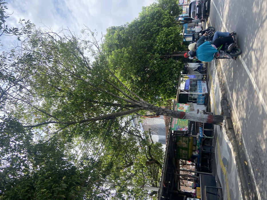 The image shows a street scene in Mojokerto, Indonesia, located at coordinates -7.467, 112.446. There are two people, both men, riding a motorcycle down the street. The street is paved and has a sidewalk lined with a row of stalls. The stalls are under an awning and have various goods and wares on display. There are several trees lining the street, providing shade for those walking along the sidewalk. The scene is a typical example of everyday life in a bustling city. The men on the motorcycle are wearing helmets and casual clothing. The motorcycle is a typical model found in Indonesia and appears to be in good condition. The sidewalk is clean and well-maintained, with a few pedestrians walking by. The stalls are also well-kept, with signs advertising their goods. The trees are large and lush, adding to the overall sense of life and activity in the scene. The scene is calm and quiet, with no evidence of any unusual activity. The environment appears to be safe and pleasant.
