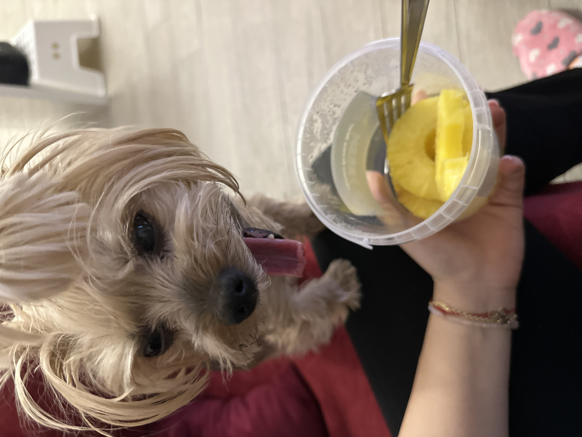 A small, light-brown, terrier-like dog with its tongue hanging out looks upwards towards a person's hand holding a clear plastic container filled with pineapple slices and what appears to be pineapple juice, with a fork inserted. The person is seated, wearing dark pants and possibly a red or maroon top or blanket. A bracelet is visible on the person's wrist. In the background, there's a blurry object on a shelf and a glimpse of a slipper-like object with heart patterns. The environment is indoors, though no specific location in Sofia, Bulgaria, can be determined from the image. The interaction is primarily between the dog and the person with the pineapple, with the dog seeming to anticipate being fed.