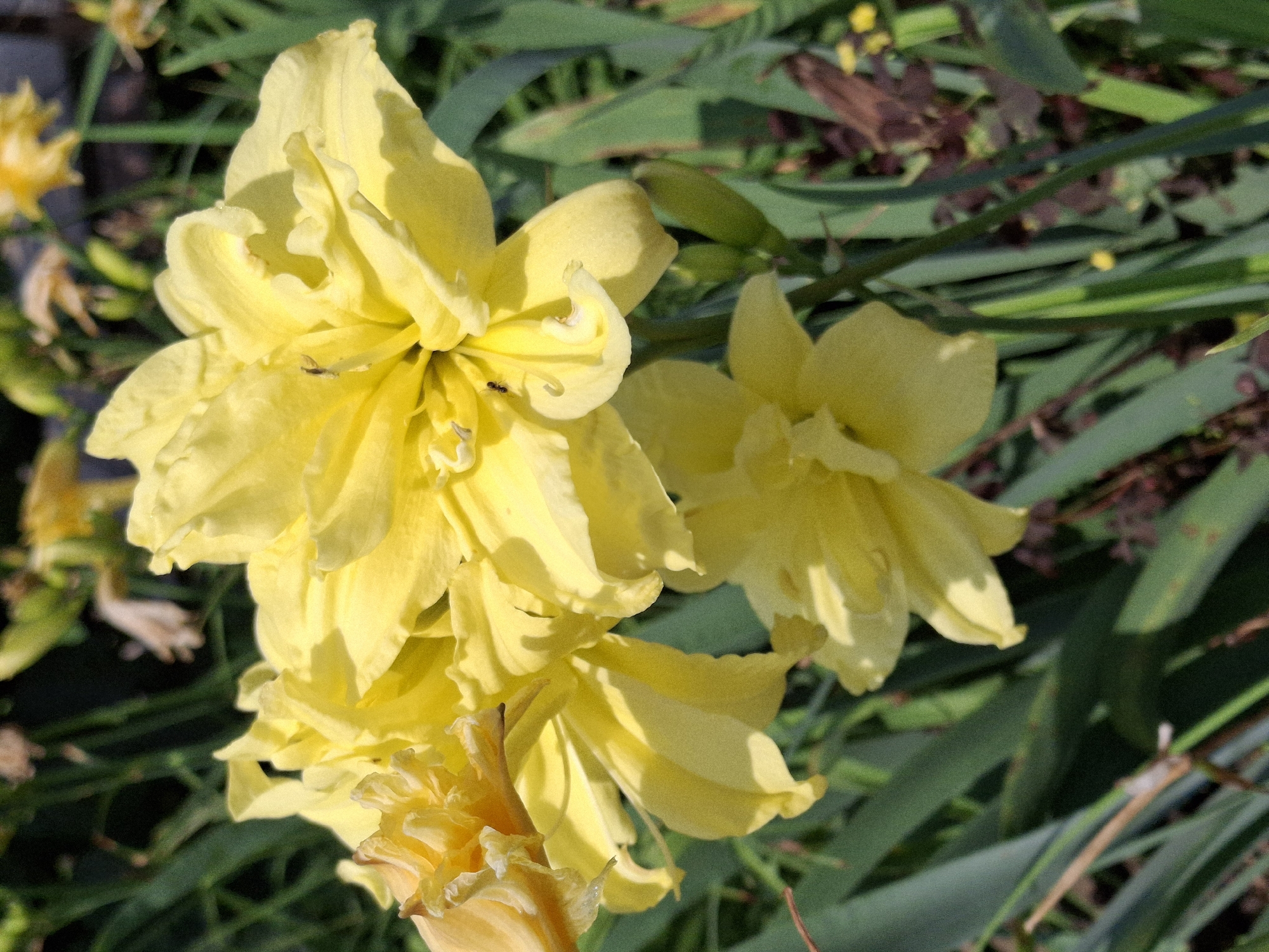 The image is a close-up, eye-level, outdoor shot of a cluster of bright yellow double daffodils in bloom. The flowers are the primary subject, with their ruffled petals and layered structure clearly visible. Several small black insects, possibly ants, are present on the petals of the flowers. The background consists of green foliage and out-of-focus plants, suggesting a garden setting. The lighting indicates it is daytime, with sunlight casting shadows on the flowers. There is no indication of the city of Elovo, Russia, or any specific geographical markers within the image.