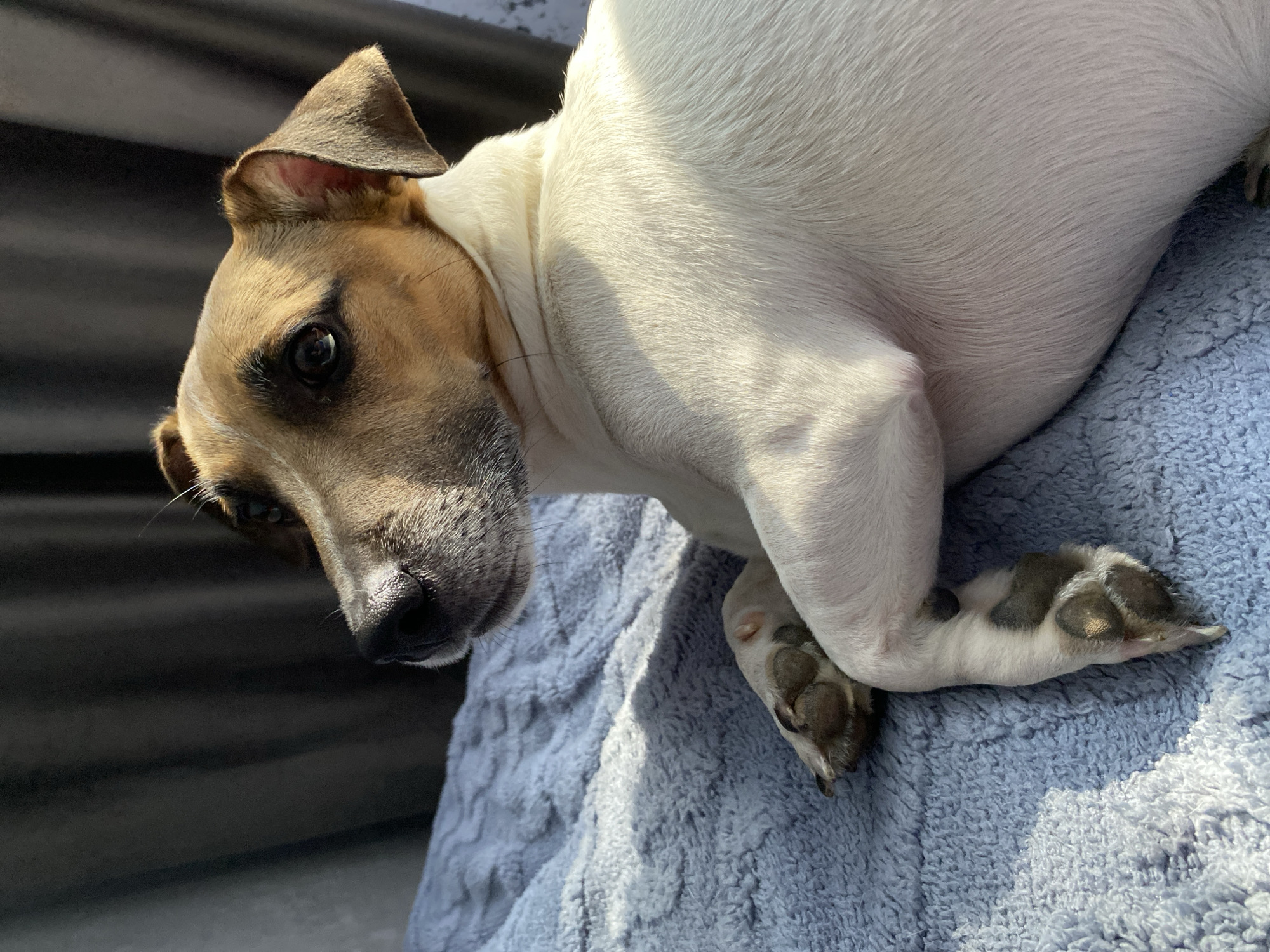 A short-haired Jack Russell Terrier dog is lying on a blue fuzzy blanket. The dog is facing to the left, with its head turned towards the viewer. Its fur is white with brown markings on its head and ears. The dog's eyes are dark and appear to be looking slightly upwards. One of its front paws is resting on top of the other. The background is a dark curtain, and sunlight is casting shadows on the blanket. The scene takes place indoors, likely in a residential setting. No specific location in Noviy, Russia is depicted.