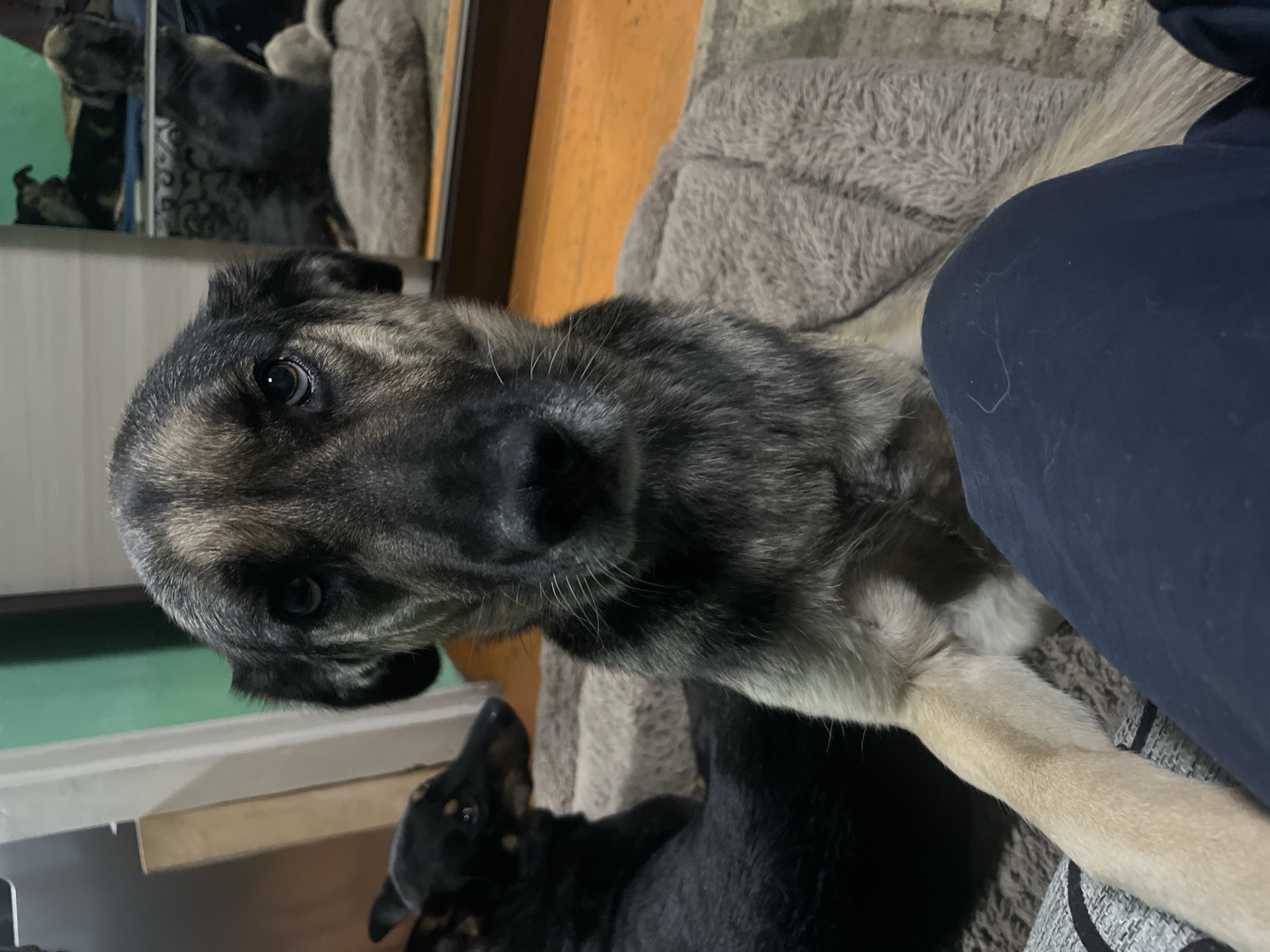 A close-up shot captures a German Shepherd mix dog looking directly at the camera, its head filling the majority of the frame. The dog's fur is a mix of gray, tan, and black, with piercing brown eyes. Its front paws rest on a dark blue fabric, likely clothing, in the foreground. In the background, another dog, a smaller black breed, is visible lying down. A reflection in a mirror behind the dogs reveals additional dogs and furniture, suggesting an indoor setting. The environment appears to be a home, with a wooden floor and green wall visible. The image quality is slightly grainy, indicating it was taken in low light conditions. There is no indication of the location being Nizhny Tagil, Russia; this is an assumption.