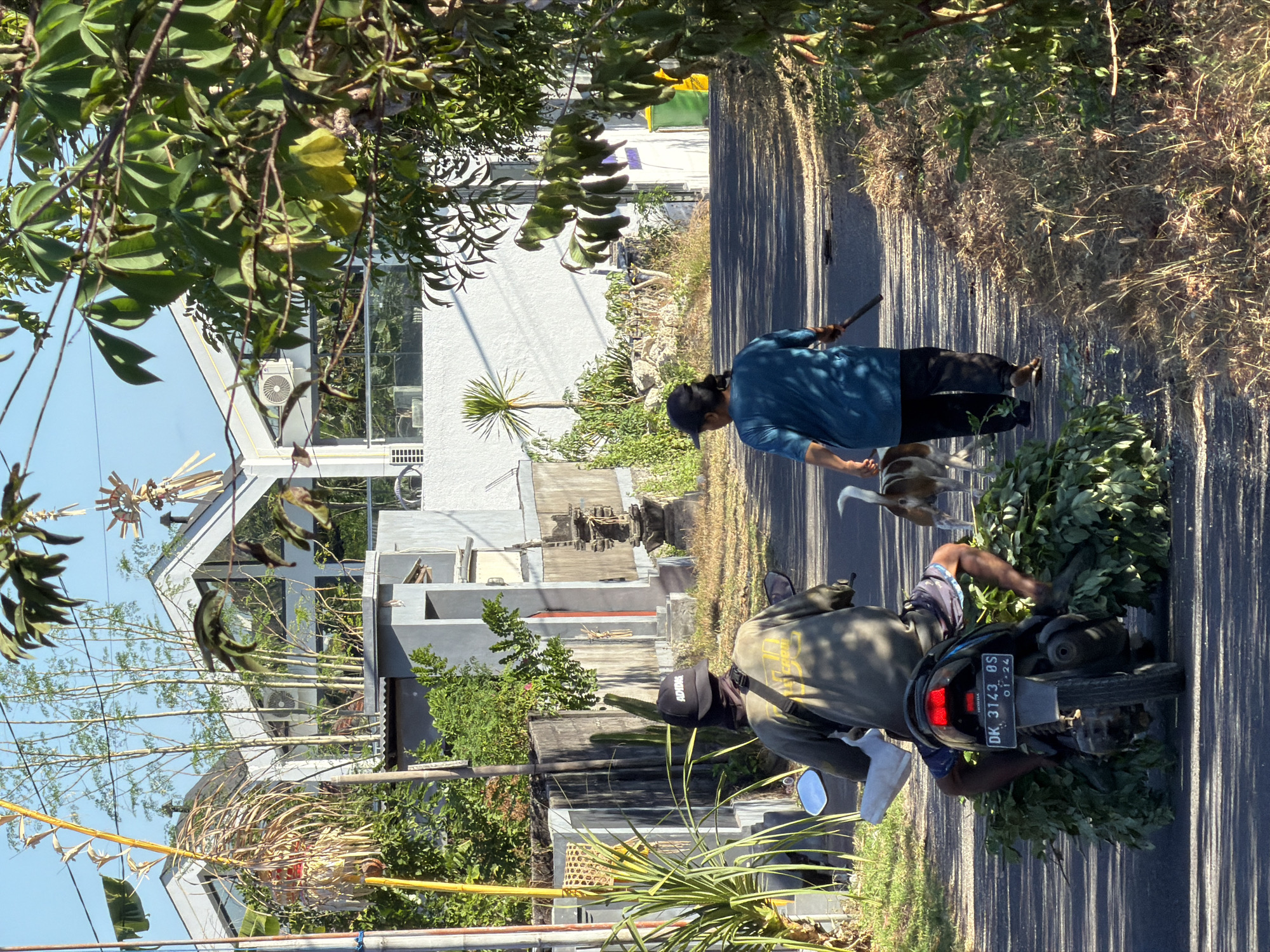 In Kuta Selatan, Indonesia, a man rides a motorcycle loaded with green foliage. He wears a dark cap and a long-sleeved shirt, and is seated facing away from the camera. Attached to the back of the motorcycle is a large bundle of fresh green leaves. To the right of the motorcycle, a woman walks her dog, a medium-sized brown and white beagle. The woman is wearing a blue t-shirt and dark pants, and carries a stick in her right hand. The dog is walking beside her. They are on a paved road lined with dry grass and vegetation. In the background, modern buildings with white walls and angled roofs are visible, some with air conditioning units. A tall yellow pole with traditional Balinese decorations stands on the left side of the road. The scene is illuminated by bright sunlight, casting shadows on the road.