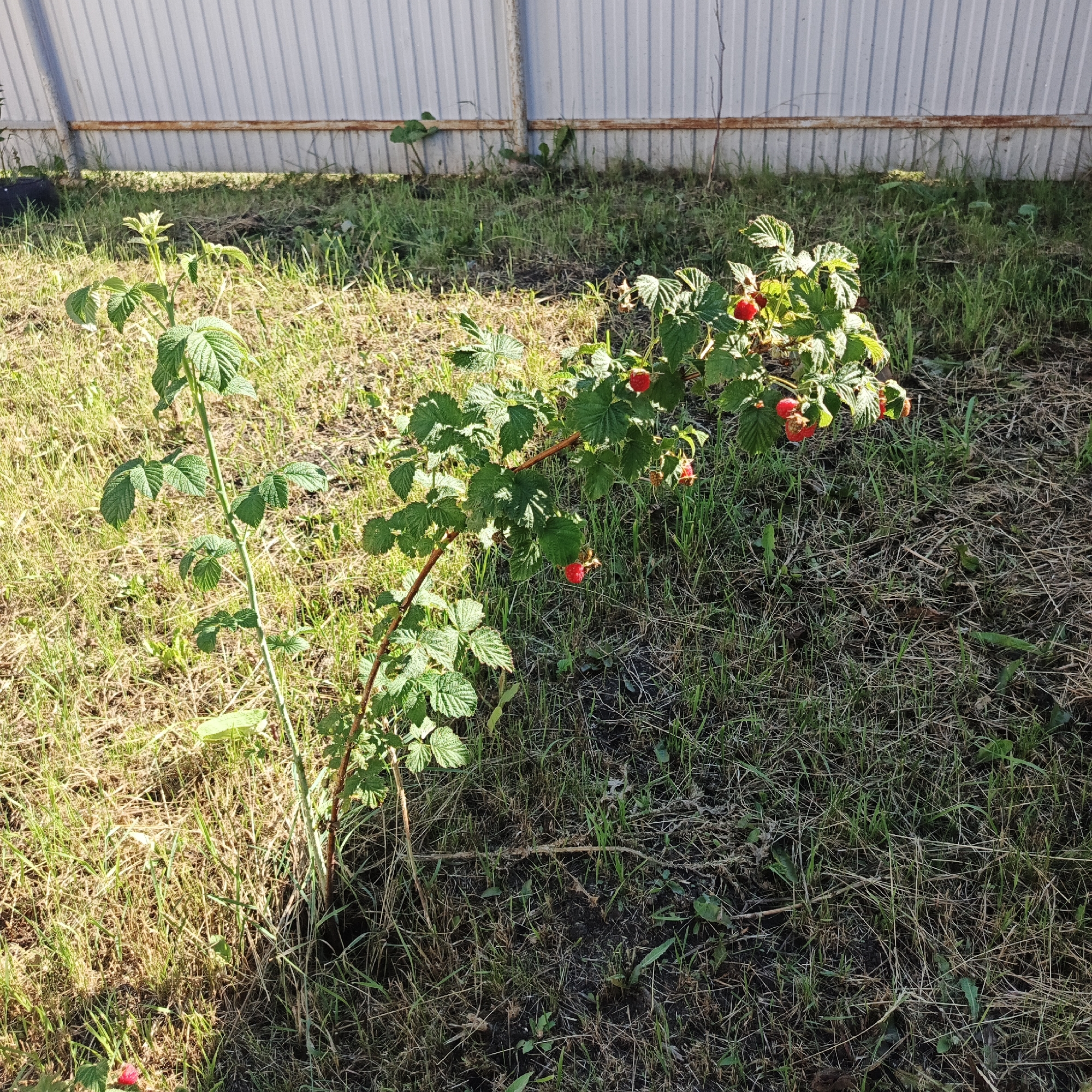 A raspberry bush with ripe red berries is shown in a grassy area. The bush is in the foreground, with a ribbed metal fence visible in the background. The lighting suggests it is daytime. The location is Podlubovo, Russia. There are no people or animals present in the image.