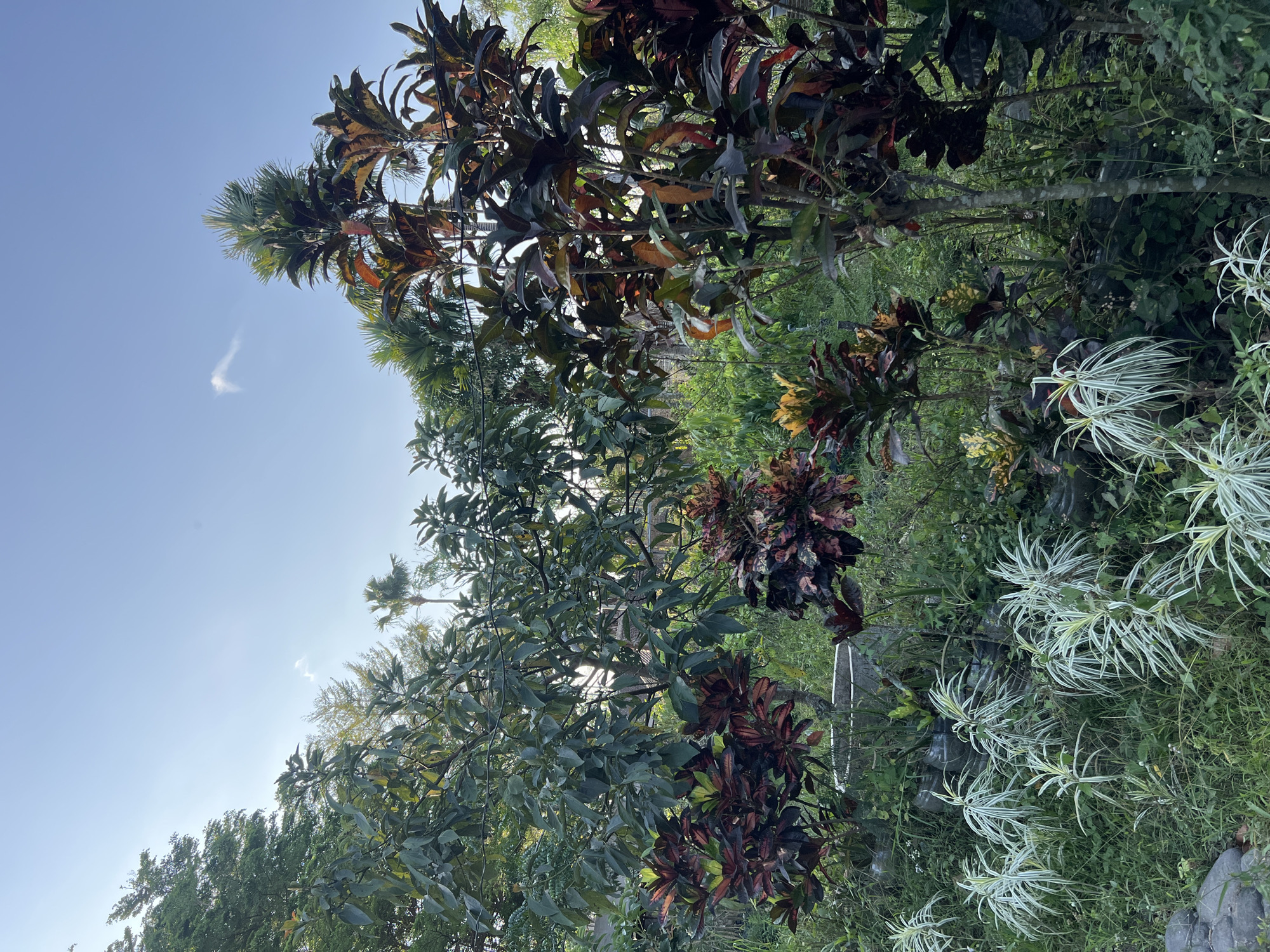 An outdoor, eye-level shot captures a lush garden in Tlogoadi, Indonesia, bathed in the soft light of a late afternoon sun. The scene is dominated by a variety of plants, ranging from the deep green of a leafy tree in the mid-ground to the vibrant red and yellow foliage of croton plants scattered throughout. In the foreground, delicate white-striped spider plants add a touch of contrast to the verdant landscape. The sky above is a clear, pale blue with a wispy white cloud drifting by. The overall impression is one of natural beauty and tranquility, with the plants creating a dense and varied tapestry of color and texture.