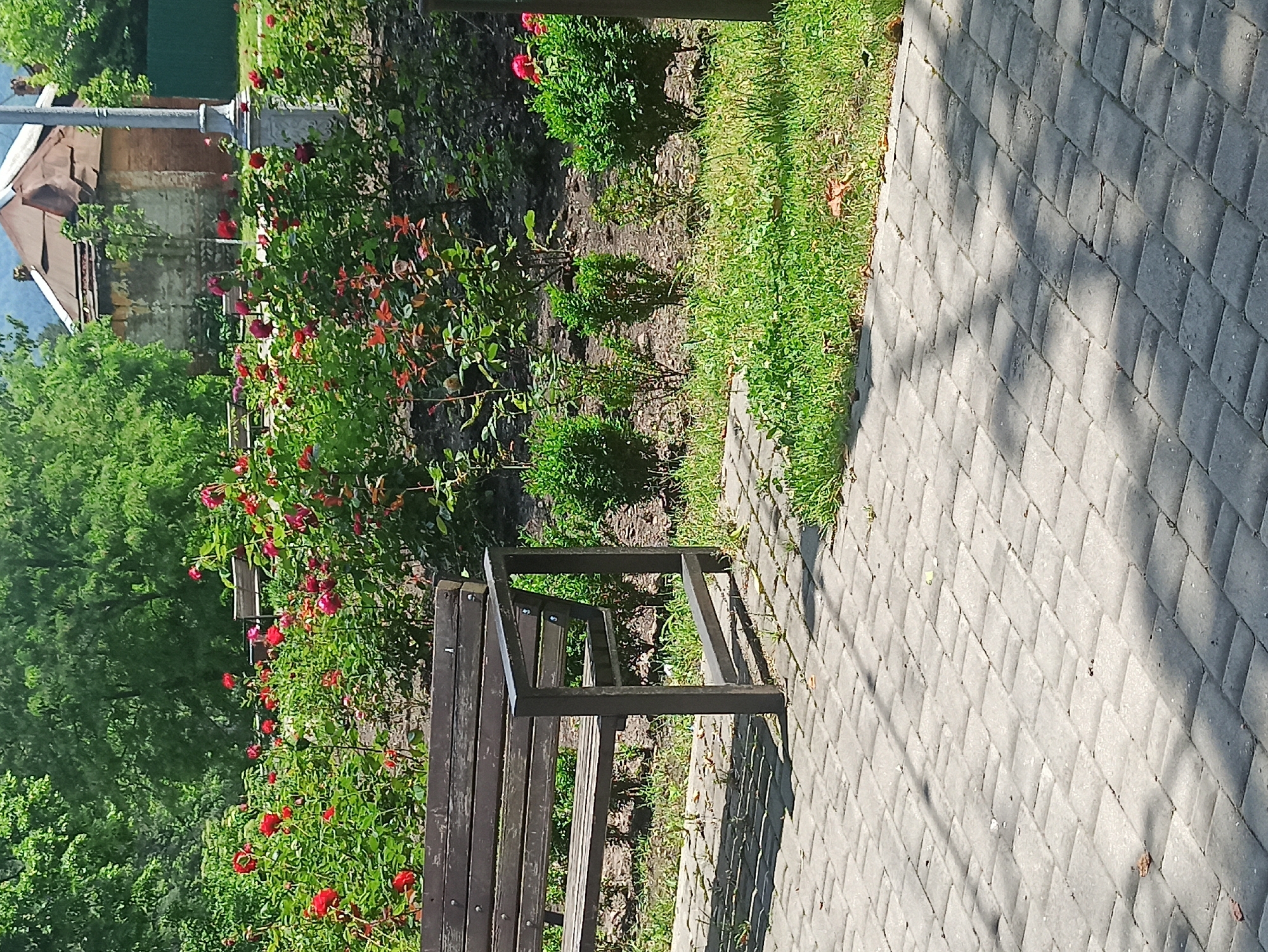 A sunlit park scene features a dark wooden park bench in the foreground, partially obscured by the edge of a paved walkway composed of grey interlocking pavers. Beyond the bench, a vibrant bed of red roses blooms prolifically, interspersed with lush green foliage. Several small, manicured green bushes are planted in a line in front of the rose bed. In the background, a rustic, dilapidated building with a corrugated metal roof is visible, along with a tall, grey lamppost. Mature green trees form a dense canopy overhead, dappling the ground with shadows. The overall impression is one of a well-maintained public garden on a clear, bright day.