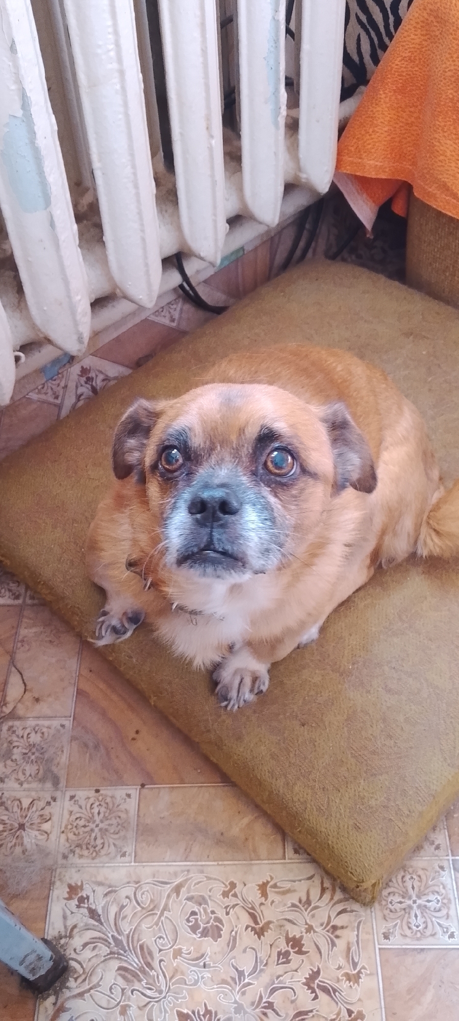 A brown-furred dog with a dark muzzle and large, expressive eyes is lying on a cushion. The dog is positioned in the foreground, looking upwards towards the camera. In the background, a white radiator with peeling paint is visible, and to the right, an orange fabric is draped. The floor is covered in tiled linoleum with a floral pattern. The scene appears to be indoors, possibly in a residential setting in Belgorod, Russia.
