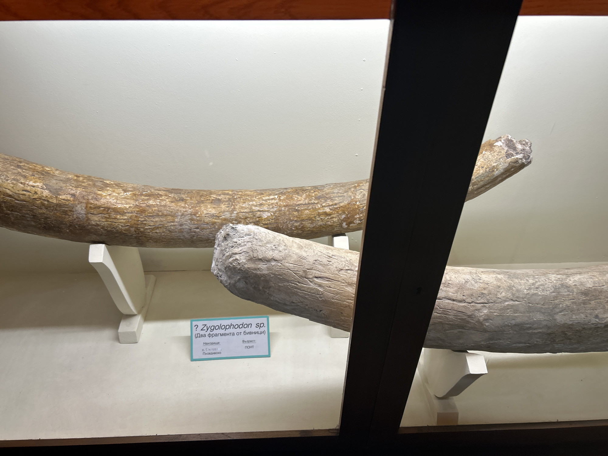 Two fossilized tusks are displayed within an exhibit at the Paleontological Museum in Asenovgrad, Bulgaria. The tusks are horizontally mounted against a plain, illuminated light-colored wall. The upper tusk is dark tan-brown, exhibits a rough, textured surface, and is supported by at least two white, angular brackets. Its fractured distal end is visible towards the right. The lower tusk is lighter, pale gray-beige, and features prominent longitudinal striations. It is also supported by multiple white, angular brackets. A rectangular blue and white informational placard, written in Bulgarian, is positioned below the lower tusk. This placard identifies the specimens as "? Zygolophodon sp. (Two fragments of tusks)", specifies their find location as "Ezerovo village, Plovdiv region," and their age as "Pontian." Dark wooden framing is visible at the top and bottom edges of the image, with a dark vertical frame element partially obscuring the lower tusk on the right, indicating the exhibit is enclosed within a display case. No individuals or active interactions are present in the scene.