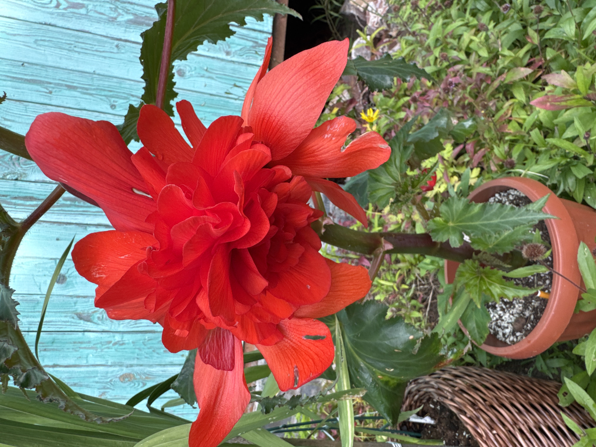 A close-up, eye-level shot captures a vibrant red begonia flower in full bloom. The flower's petals are layered and ruffled, creating a dense, voluminous appearance. It is positioned in the center of the frame, with its stem visible. The begonia is planted in a reddish-brown plastic pot, which is partially obscured by the plant's leaves and surrounding greenery. To the left of the begonia, a portion of a woven brown basket is visible, also containing soil and potentially another plant. In the background, a weathered turquoise wooden fence serves as a backdrop, with vertical planks showing signs of age and wear. The ground around the pots is covered in lush green foliage, with some hints of reddish-purple leaves and small yellow flowers peeking through. The lighting suggests an outdoor setting, likely during the daytime, with soft shadows indicating diffused light. The overall scene conveys a sense of natural beauty and garden life. The image does not contain any people or specific landmarks that would indicate its location within a city.