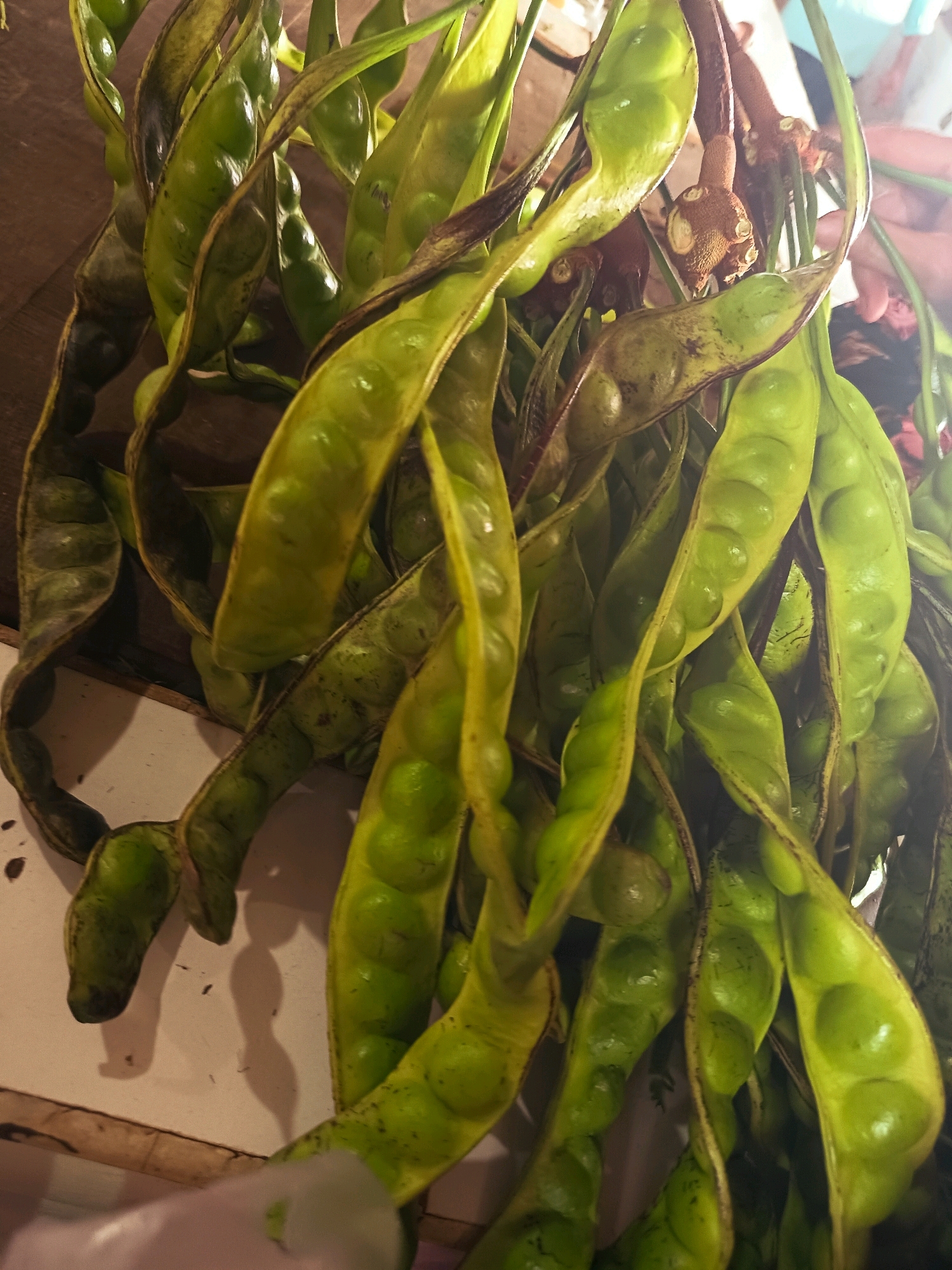 A cluster of green, unopened bean pods, likely petai, is presented in a close-up, top-down view against a wooden surface. The pods are long and curved, with visible protrusions indicating the seeds within. Some of the pods are partially open, revealing the rounded seeds. The lighting casts shadows on the surface, and a blurred pink object is visible in the lower left corner. A hand, with its fingers outstretched and partially visible, is in the upper right corner of the image. The scene appears to be set in Batang, Indonesia, suggested by the presence of petai, a common ingredient in Indonesian cuisine, and the warm, natural lighting typical of outdoor markets or kitchens in the region.