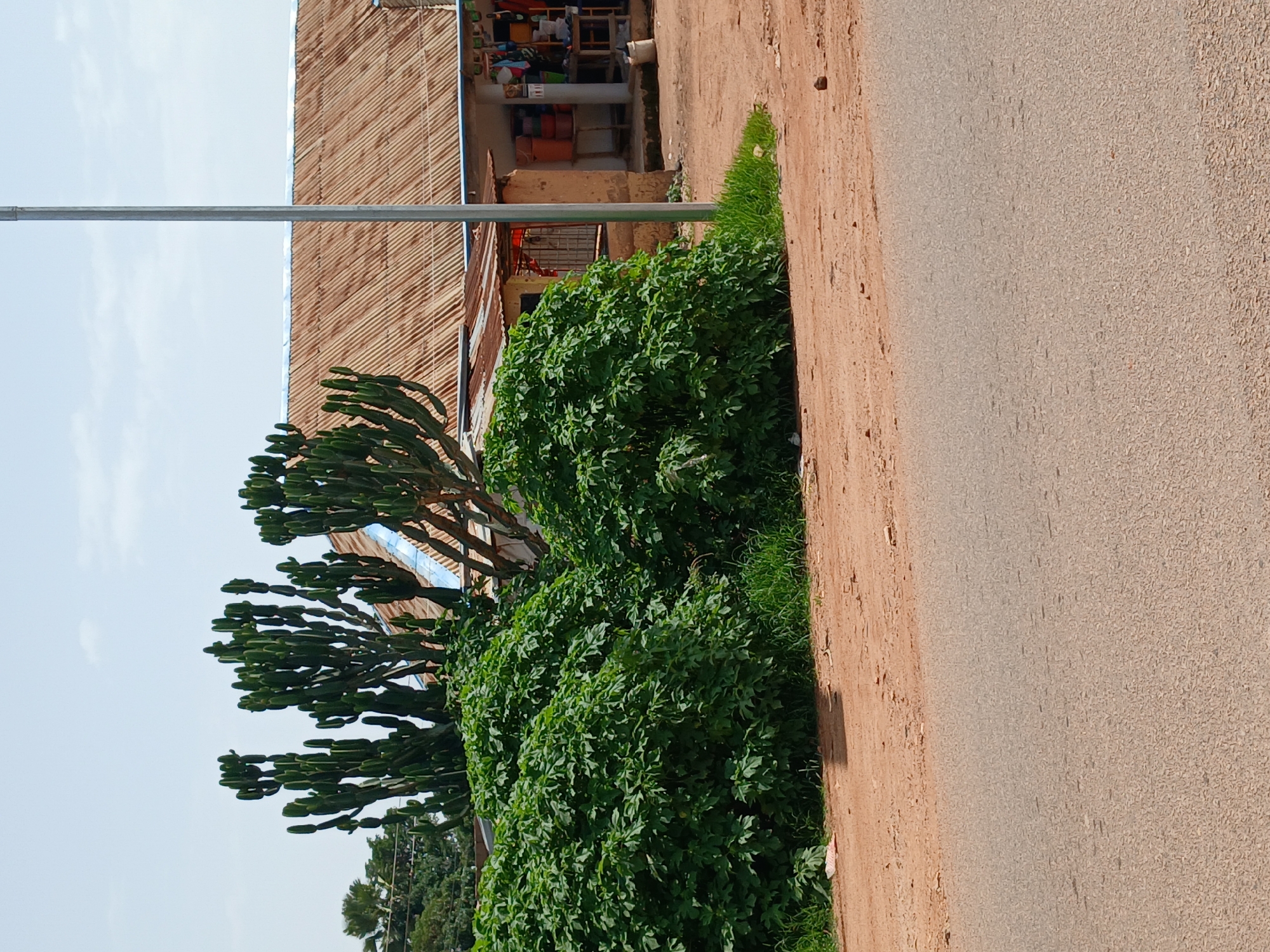 In Kwang, Nigeria, an outdoor scene captures a rural road with a corrugated iron roof building to the right, likely a shop or dwelling. Two large, lush green bushes dominate the foreground, partially obscuring the building. Behind the bushes and to the left of the building, tall, spiky cacti stand against a pale blue sky. A slender metal pole stands vertically in the middle ground, separating the bushes from the building. The ground in front of the bushes is sandy and reddish-brown, with a small rock visible. The road in the immediate foreground is paved with asphalt.