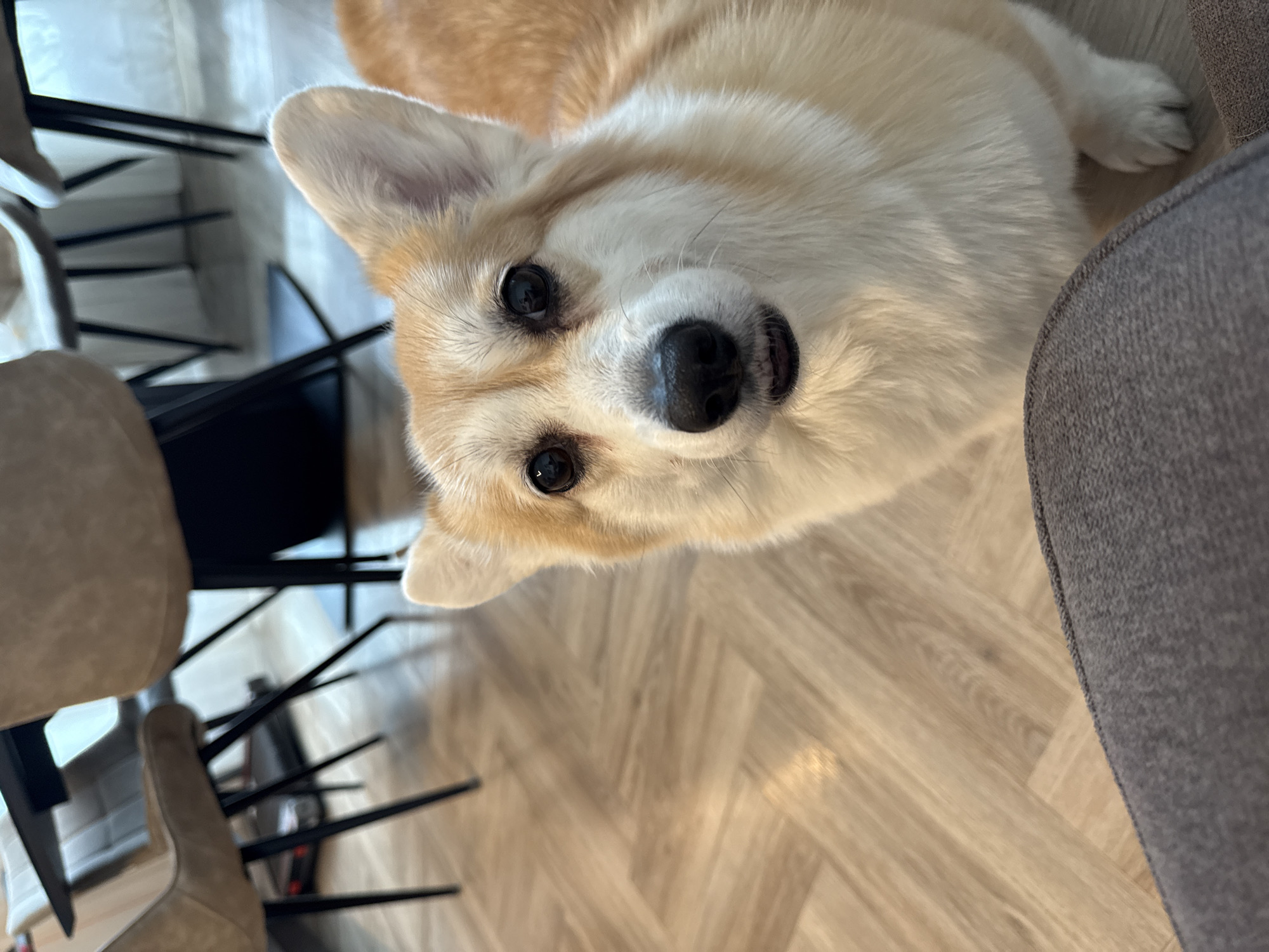 A tan and white corgi dog with black eyes and a black nose is lying on a light-colored herringbone wood floor. The dog is looking up at the camera. To the left, there are several light beige chairs with black metal legs. To the right, there is a gray fabric object.
The location of this image in the city of Krasnoyarsk, Russia cannot be determined.