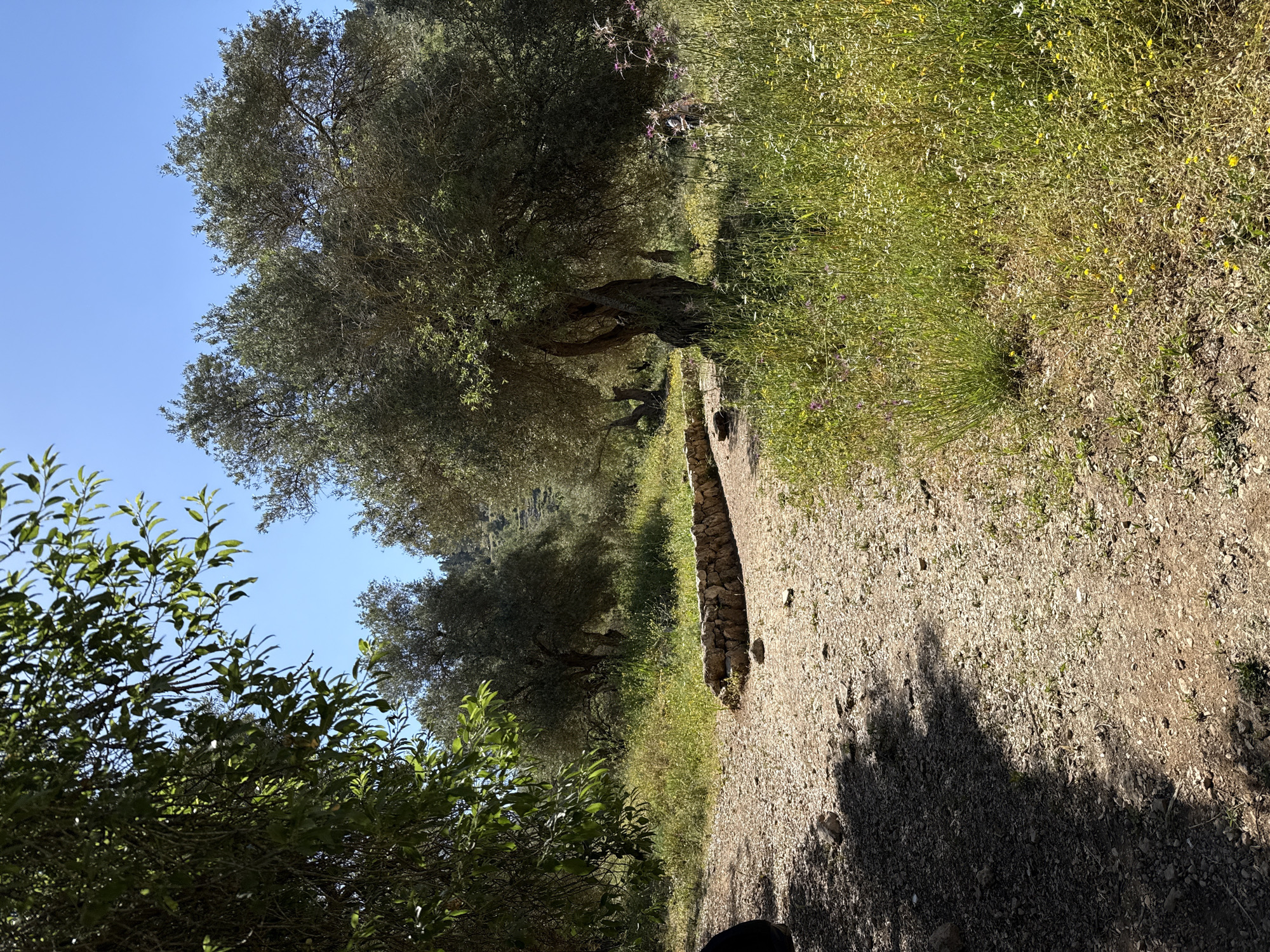 This image captures a sunlit outdoor path winding through a natural landscape, likely an olive grove, within the Mate Yehuda Regional Council, Israel.
The scene features a light-colored gravel and dirt path that extends diagonally from the foreground towards the upper-middle of the frame. On the left side of the path, several mature olive trees with distinct gnarled trunks and dense, silvery-green foliage provide shade, casting dappled shadows across the ground. In the lower-left foreground, lush green bushes and shrubbery are visible, contributing to the natural setting.
To the right of the path, a low, rustic stone wall delineates a boundary, beyond which a field of wild grasses flourishes, dotted with small purple and yellow wildflowers. The clear, bright blue sky occupies the upper-left portion of the image.
The strong, defined shadows on the path suggest a sunny day, likely mid-morning or late afternoon. The overall impression is one of tranquility and natural beauty, characteristic of a Mediterranean landscape. There are no people visible, nor any discernible text.