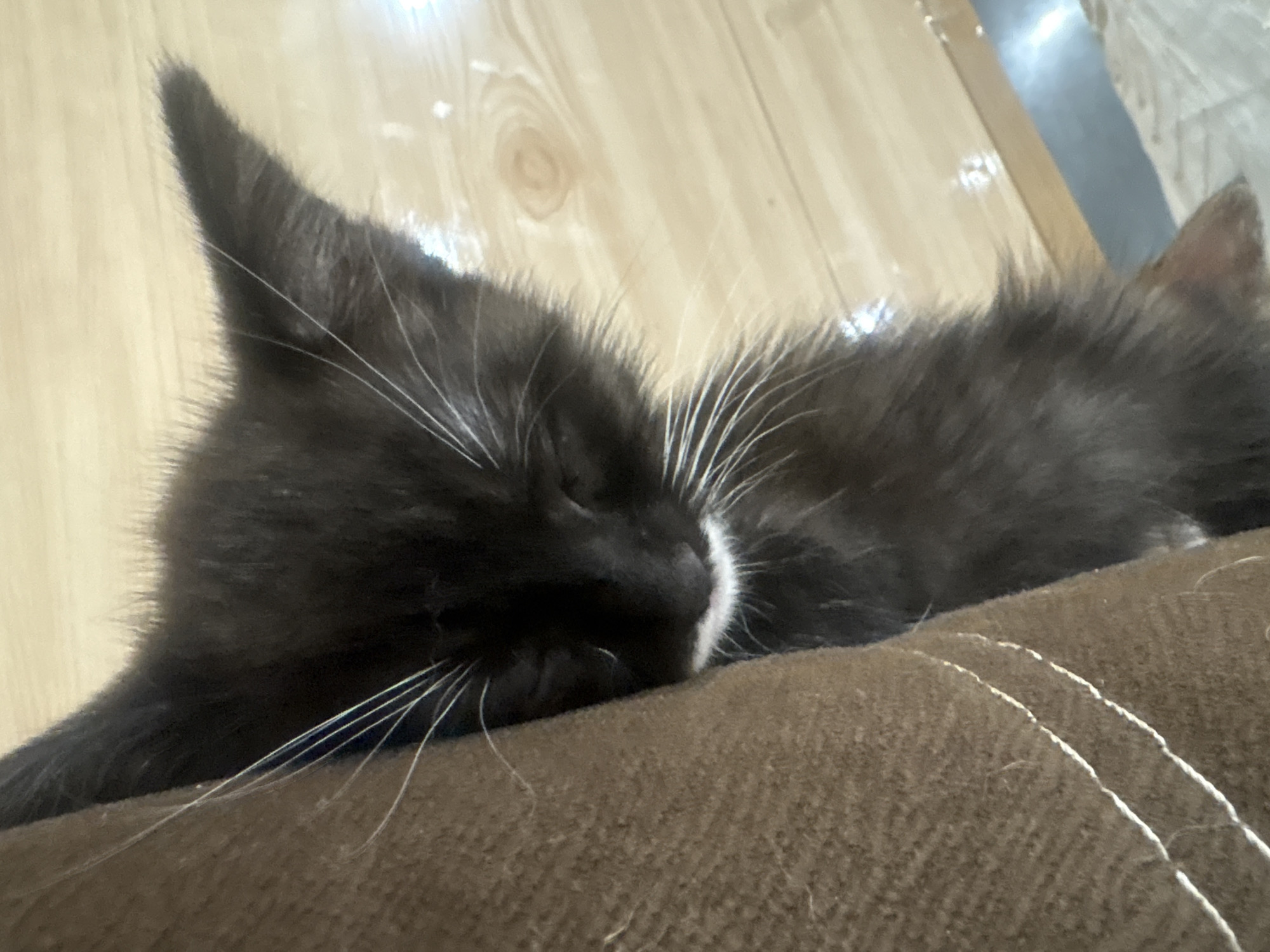 A black kitten with fluffy fur and prominent white whiskers is captured in a close-up, sleeping soundly on a textured, brown fabric surface, possibly a cushion or blanket. A distinct patch of white fur is visible on its nose and upper lip area. The kitten's eyes are closed, indicating a state of rest. Its left ear is clearly visible, pointed upwards, with dark fur covering it. The brown fabric surface features two parallel lines of white stitching on the right side. In the upper background, a light brown wooden floor with visible grain patterns is present. Further back, blurred elements suggest an indoor environment. The scene is located in the city of Anton, Bulgaria.