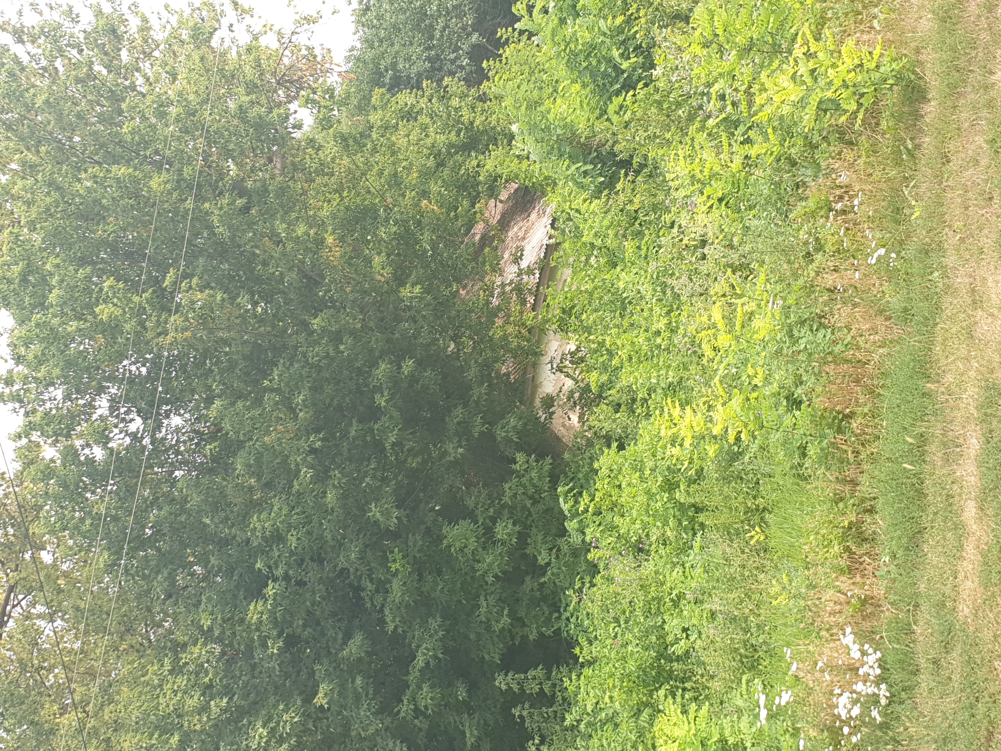 An outdoor, eye-level, medium shot captures a partially overgrown structure situated amidst dense vegetation in Lozovyi Yar, Ukraine. The structure appears to be a small, aging building, possibly a shed or outbuilding, with white walls and a corrugated metal roof that shows signs of wear and weathering. It is almost entirely obscured by lush green foliage, with tall trees dominating the background and a thick undergrowth of bushes and grasses in the foreground. Several thin, dark wires, likely power lines, stretch across the upper portion of the frame, passing behind the tree canopy. The scene is dominated by various shades of green, with hints of brown in the dry grasses and the weathered roof. No people or animals are visible in the image. The overall impression is one of nature reclaiming an abandoned or disused human structure.